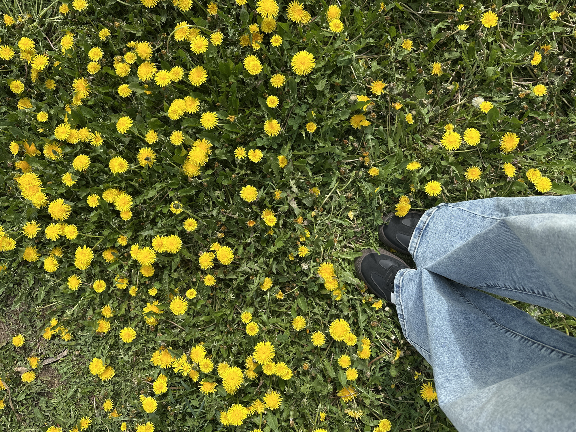 The scene is a grassy area densely populated with dandelions, a type of flowering plant. The ground is covered in green grass intermixed with numerous yellow dandelion flowers. In the lower right corner of the frame are two legs wearing light blue denim jeans and dark-colored shoes, positioned as if the person is standing amidst the dandelions. The perspective is a top-down view, looking directly onto the ground and the person's legs. The scene is likely located outdoors, given the presence of grass and dandelions. The location in the city of Chaikovsky, Russia, is unconfirmed and requires further investigation.