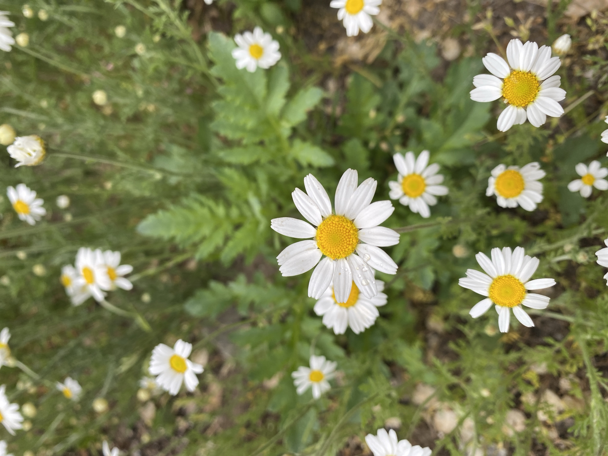 The image shows a patch of daisies in a field. The daisies have white petals and yellow centers. Some of the daisies have water droplets on their petals. The background is green grass and some brown earth. The location is not identifiable as Dnipro, Ukraine based on visual information.