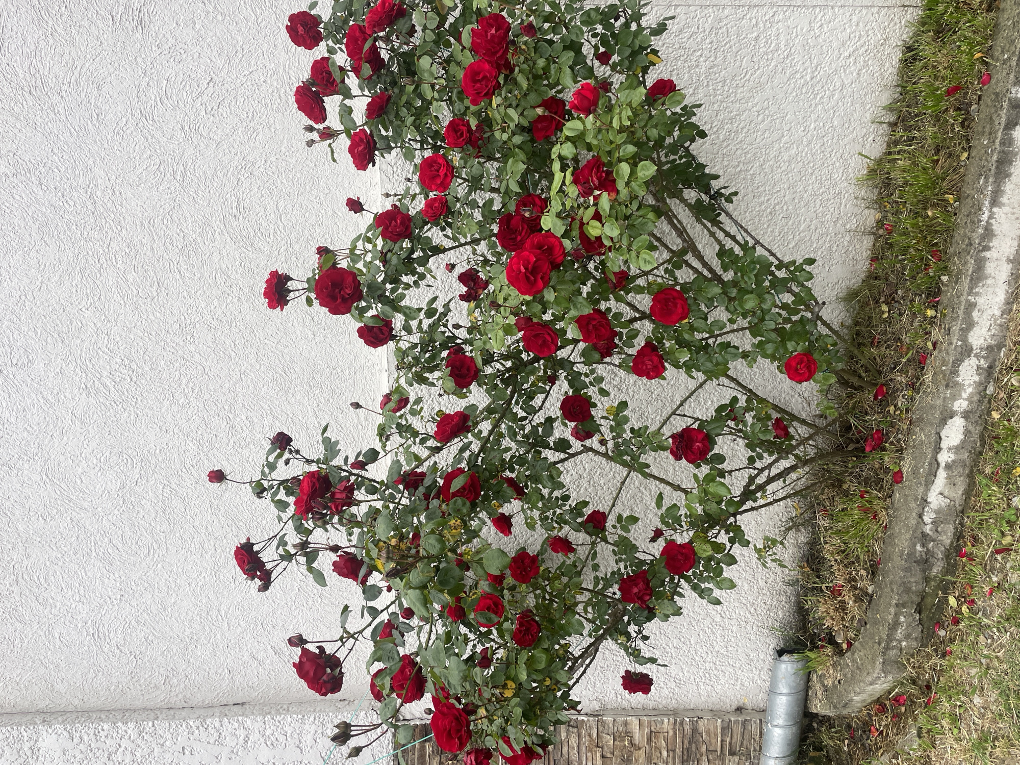A large rose bush covered in red roses grows against a white wall in Baranovka, Russia. The bush is full, with many blooms and green leaves. A section of the bush extends over a concrete gutter and onto a patch of grass. Some rose petals have fallen onto the grass and the base of the wall. A metal drainpipe is visible near the bottom of the frame. A textured concrete border or wall section is present beneath the rose bush.