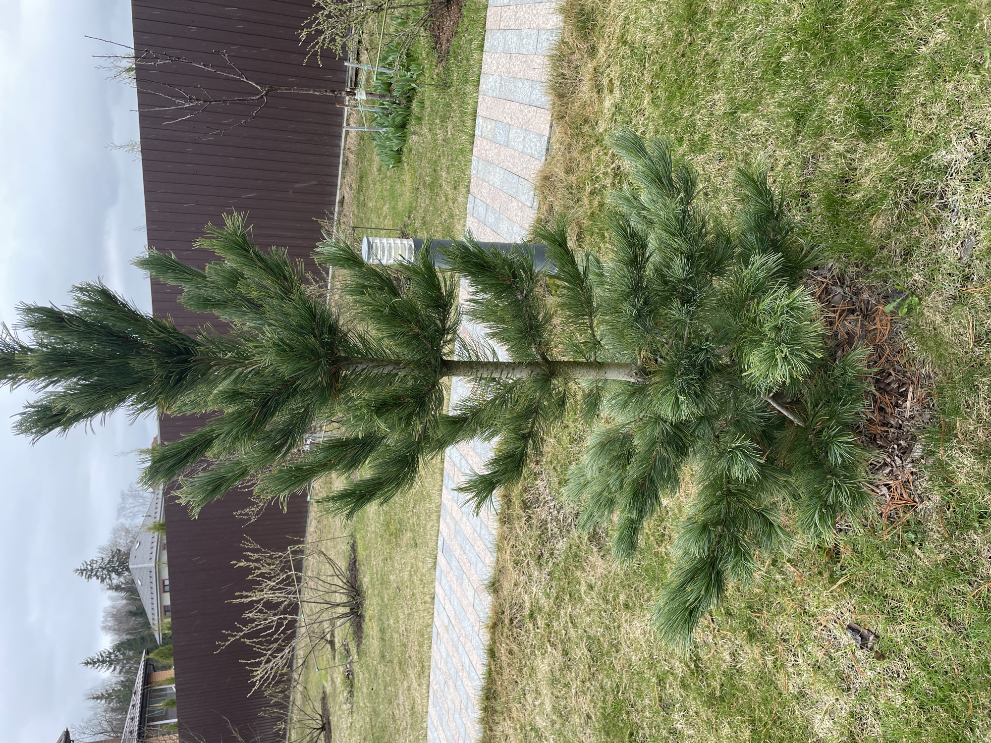 The image shows a young pine tree in a residential yard in Лесной Пейзаж Кп (шарапово), Russia. The tree is positioned on a lawn with patches of brown grass. A stone pathway borders the lawn, leading towards a brown fence. In the background, there is a house visible behind the fence, and the sky is overcast. The weather appears to be cold, possibly with light snow.