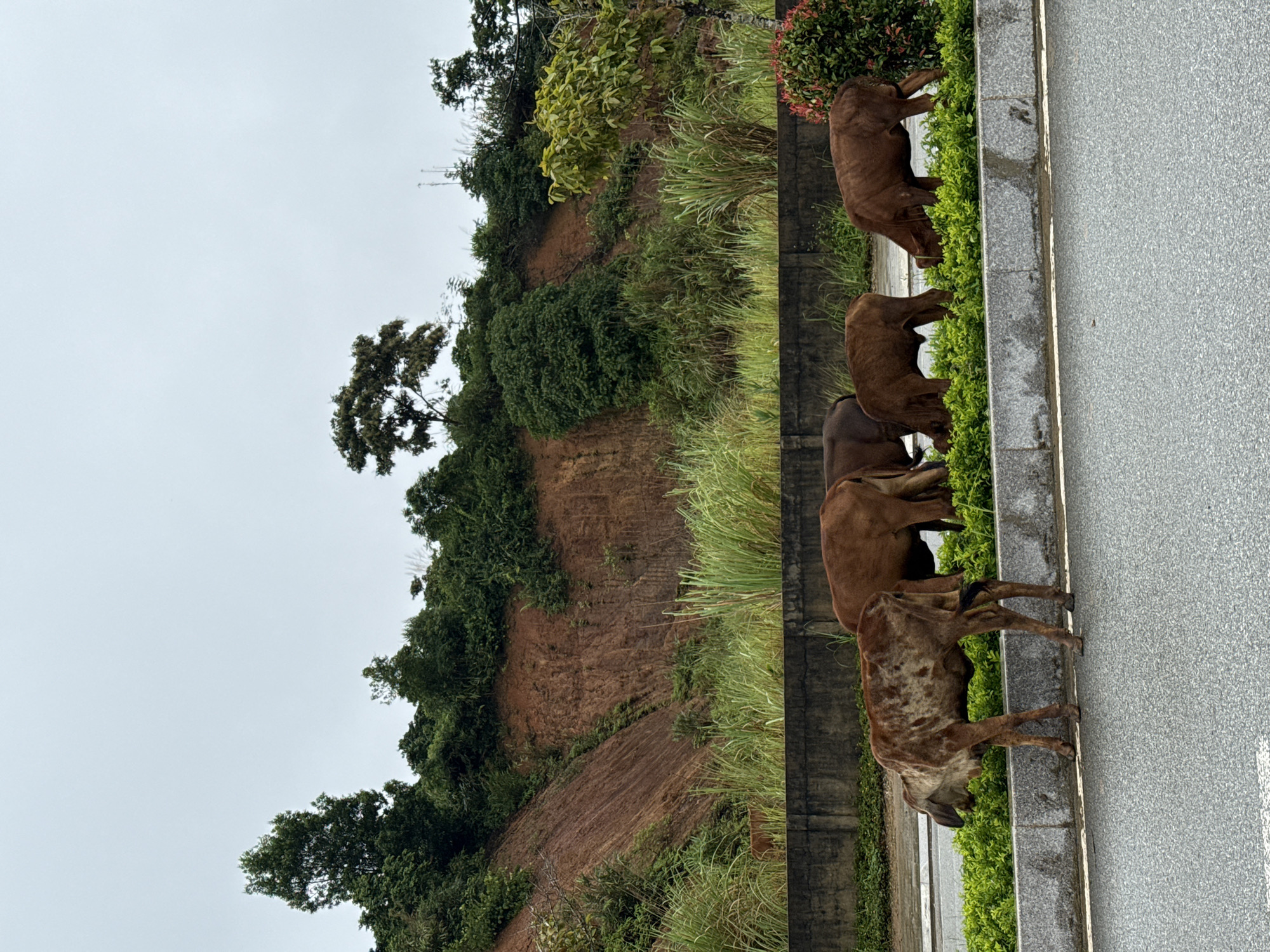 The image depicts a herd of five brown cows grazing on a strip of green vegetation alongside a road. The cows are in varying shades of brown, with one cow in the foreground having a spotted pattern. Behind the cows, a concrete wall separates the vegetation from a densely vegetated hillside. The hillside is steep and characterized by reddish-brown soil and various types of greenery, including tall grasses and trees. The sky is overcast, suggesting a cloudy or possibly rainy day. The road itself is paved with asphalt and has a white line marking its edge. The scene appears to be located in a rural or semi-rural area, possibly on the outskirts of Bo Y, Vietnam, given the characteristic reddish soil and lush vegetation often found in such regions.