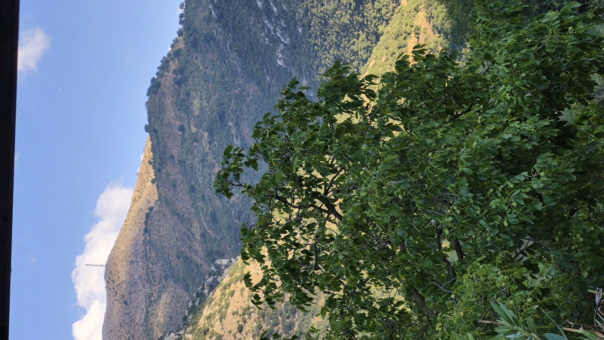 A medium shot captures a tranquil mountain landscape under a bright blue sky with scattered white clouds. In the foreground, a lush green tree, likely a walnut tree, dominates the frame, its branches laden with developing nuts. The tree's dense foliage creates a natural screen, partially obscuring the view of the distant mountains. The middle ground features rolling hills covered in a mosaic of green vegetation and dry, golden patches, indicating varied terrain and possibly different seasons or altitudes. A lone communication tower stands prominently on the highest peak, silhouetted against the sky. The background reveals a vast mountainous region, with layers of hills receding into the distance, their slopes densely forested in some areas and sparsely vegetated in others. The overall impression is one of natural beauty and remote wilderness.