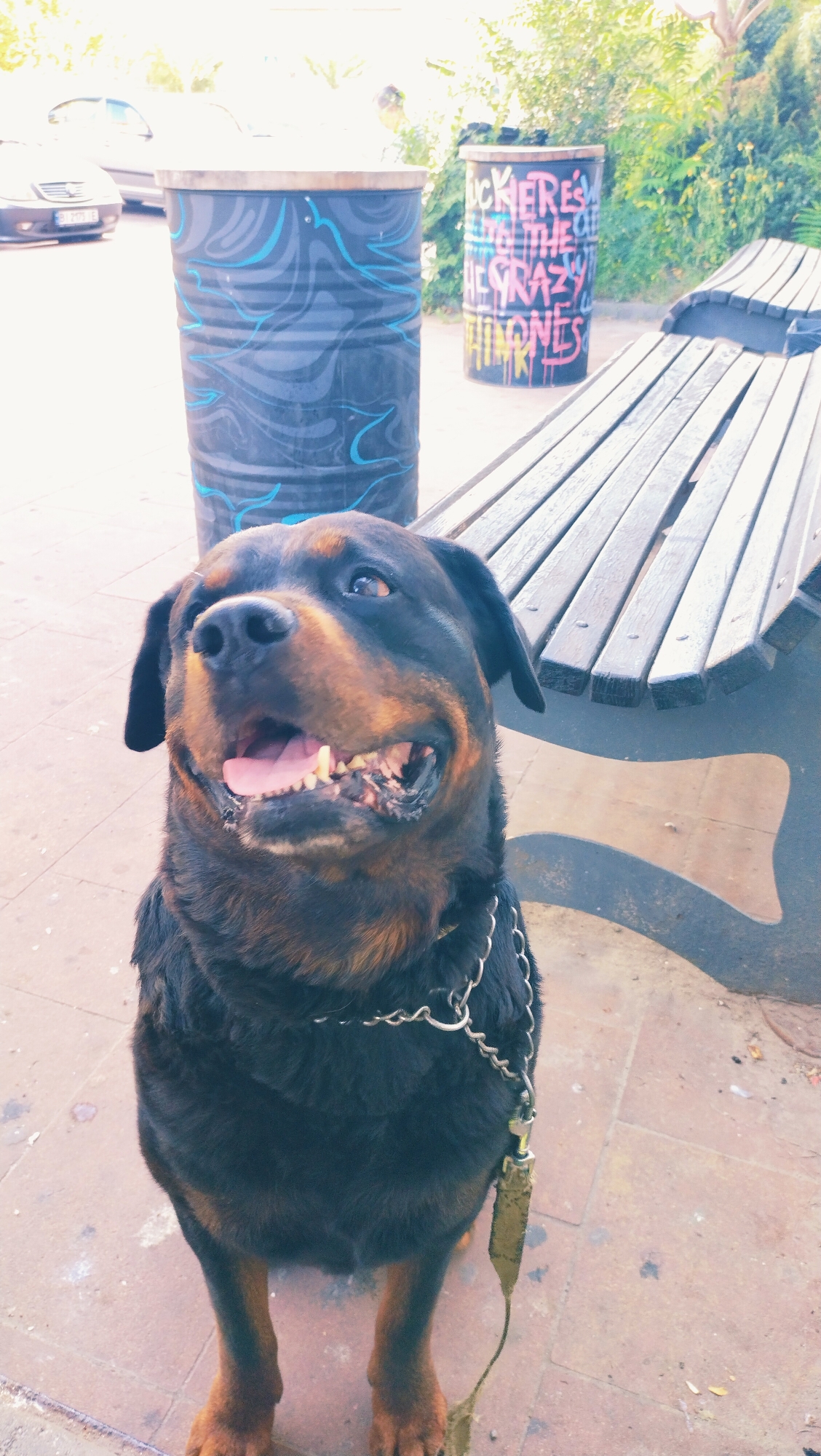 A Rottweiler sits in front of a wooden bench and two trash cans. The dog is dark brown and black with tan markings on its face and legs. Its mouth is open, revealing its tongue and teeth. The dog is wearing a silver chain collar and a leash. The trash cans are black and decorated with graffiti. One trash can has a blue swirling pattern, and the other has pink and yellow lettering that reads "FUCK HERE'S IN THE CHAIR THE CRAZY HIMONES". The bench is made of weathered wood slats. The ground is paved with red bricks. In the background, there are trees and cars. The lighting is bright and sunny, suggesting it is daytime.