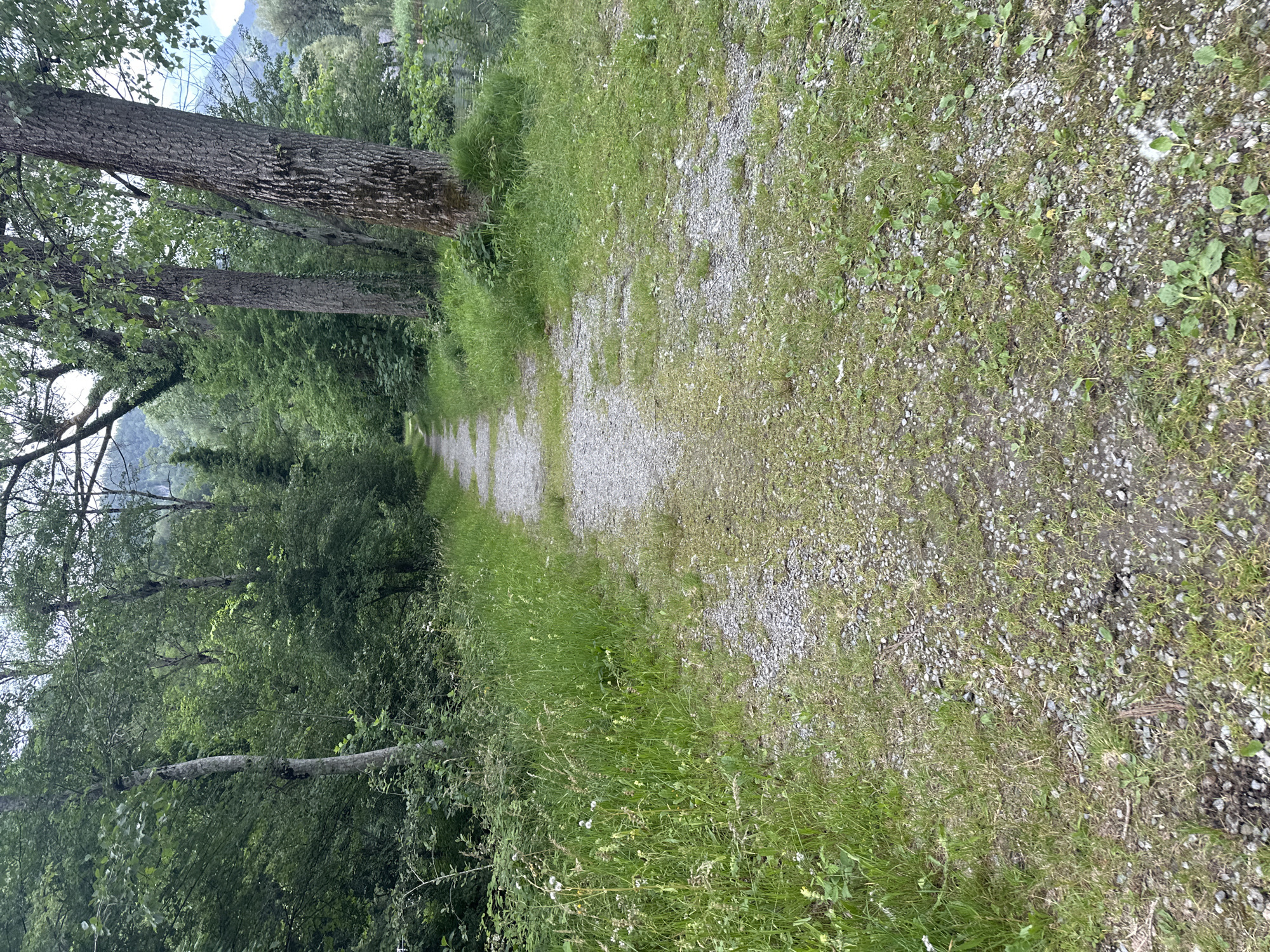 This is a vertical, eye-level, full shot of a gravel path lined with lush green grass and trees, winding through a natural setting in Hüsen, Switzerland. The path appears to be a walking trail, possibly in a park or rural area, with the dense foliage of trees on the left and a more open, grassy verge on the right. The trees are tall and mature, with rough bark, and their leaves form a verdant canopy that casts dappled shadows. The grass is tall and somewhat wild, with hints of small white wildflowers.
The gravel path itself is narrow and appears well-trodden, suggesting regular use. It recedes into the distance, creating a sense of depth and inviting the viewer to follow its course. The overall impression is one of tranquility and natural beauty. The lighting suggests it is daytime, possibly late afternoon, as the light is soft and diffused, with no harsh shadows. The weather appears to be mild and pleasant, conducive to outdoor activities.
The scene evokes a feeling of peace and serenity, offering a glimpse into a tranquil, natural landscape. The location context of Hüsen, Switzerland, adds a layer of specific geographical information, hinting at a mountainous or alpine environment, although the mountains themselves are only faintly visible in the background, shrouded in a light mist. There is no visible text within the image.
