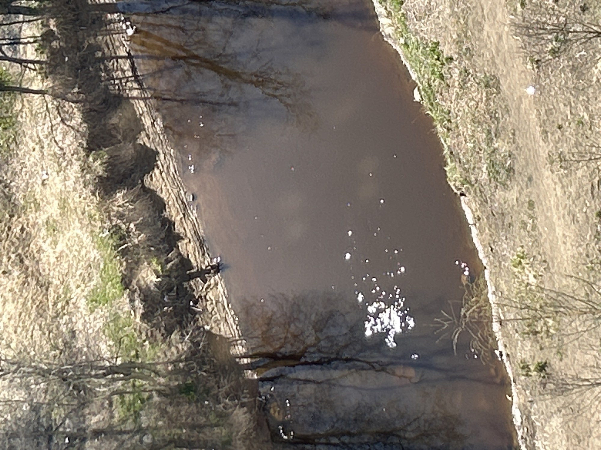 This aerial or elevated view captures a winding, murky brown river or stream flowing through a natural landscape. The image is oriented with the river stretching diagonally from the upper left to the lower right.
On the left bank (top-left of the image), the terrain is covered in dry, light-brown grass and sparse, bare trees or branches. The shadows and reflections of these leafless branches are clearly visible on the dark water's surface. The bank itself appears somewhat uneven and eroded, with patches of earth and roots exposed.
The water is opaque and brownish, with numerous small, bright specks scattered across it, possibly foam, floating debris, or reflections. A more concentrated area of bright, shimmering reflections is visible in the middle-right section of the water, indicating direct sunlight. Submerged or partially submerged branches and aquatic vegetation can be seen beneath the surface, particularly near the banks.
The right bank (bottom-right of the image) features a distinct dirt path running parallel to the water's edge. This bank is also predominantly covered in dry, light-colored grass, intermingled with some small patches of greener vegetation and sparse bare branches.
The scene depicts a clear, sunny daytime, likely in early spring, given the bare trees and dry grasses suggesting a period before full foliage growth. No people, animals, or visible text are present in the image. The setting appears to be a peaceful, natural outdoor environment.