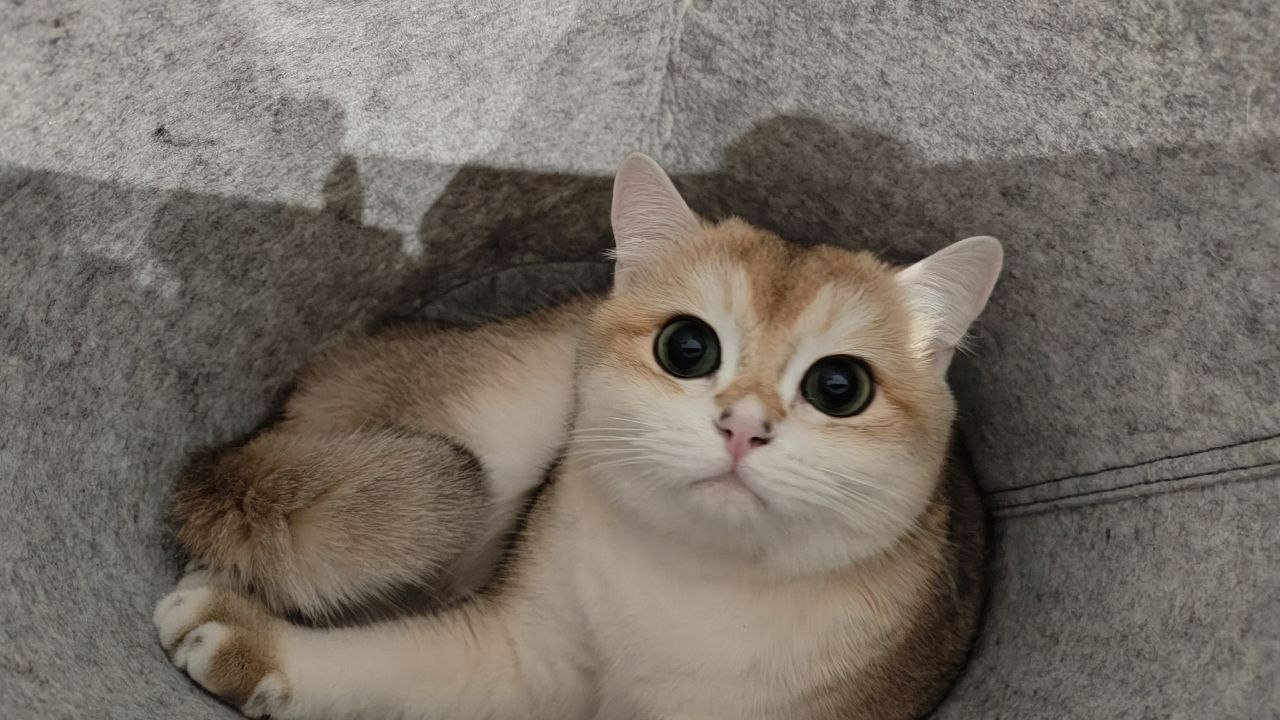 A domestic cat with golden and white fur is lying curled up in a gray, felt-like cat bed. The cat's head is facing the camera with wide, round, green eyes. The cat has a pink nose, white whiskers, and erect ears. The gray background of the bed has a slight texture and visible seams. There is a shadow cast above and to the left of the cat's head, indicating a light source from the right. There are no visible clues to suggest the location is in Minsk, Belarus.
