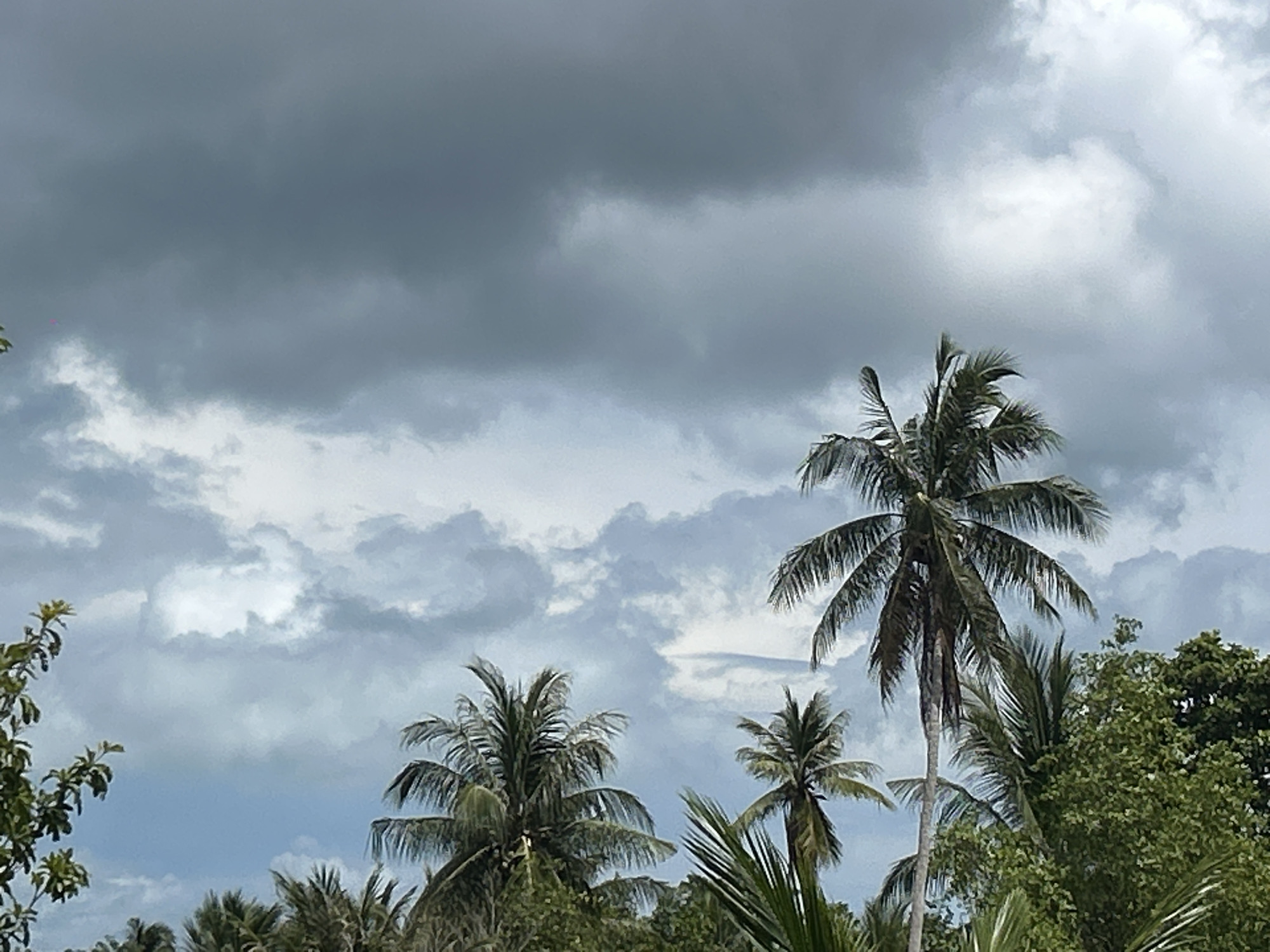 The image depicts a cloudy sky above tropical vegetation, likely in Baan Nai Suan, Thailand. Dominating the scene are several palm trees of varying sizes. The sky is overcast with a mix of dark gray and lighter gray-white clouds. The vegetation includes what appears to be a mix of palm trees and other leafy trees, partially obscuring the ground.