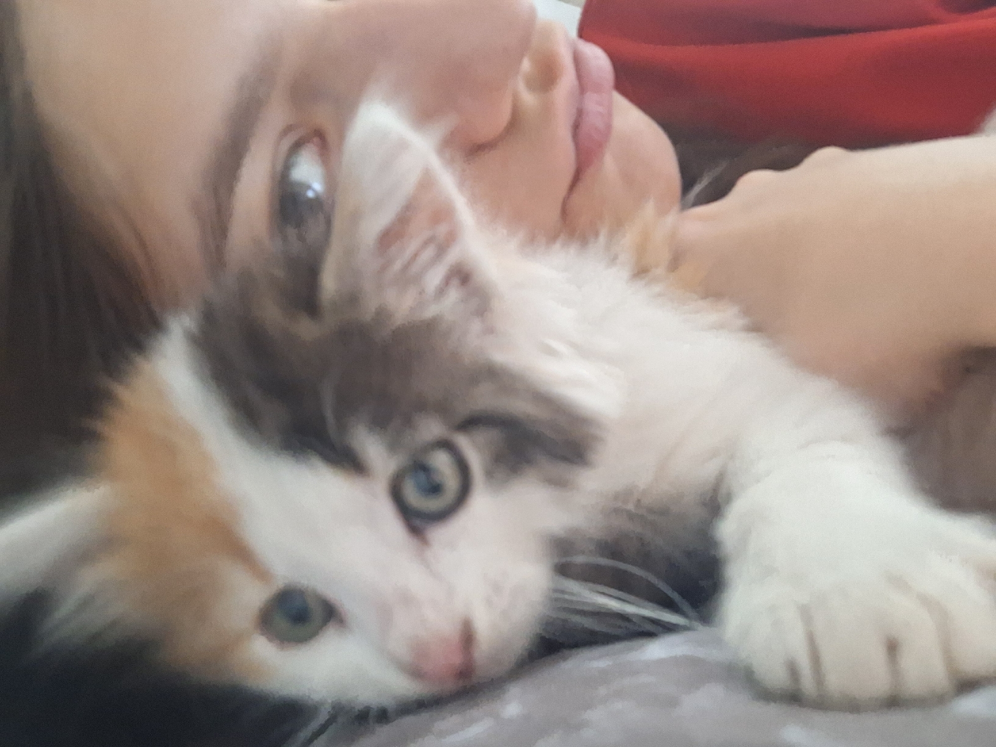 A young woman is lying down with a calico kitten. The woman's face is close to the kitten's, with their cheeks nearly touching. The kitten is lying on a gray surface. A red garment is visible in the background. The photograph appears to be taken indoors, with soft, diffused lighting. The location cannot be determined from the image.