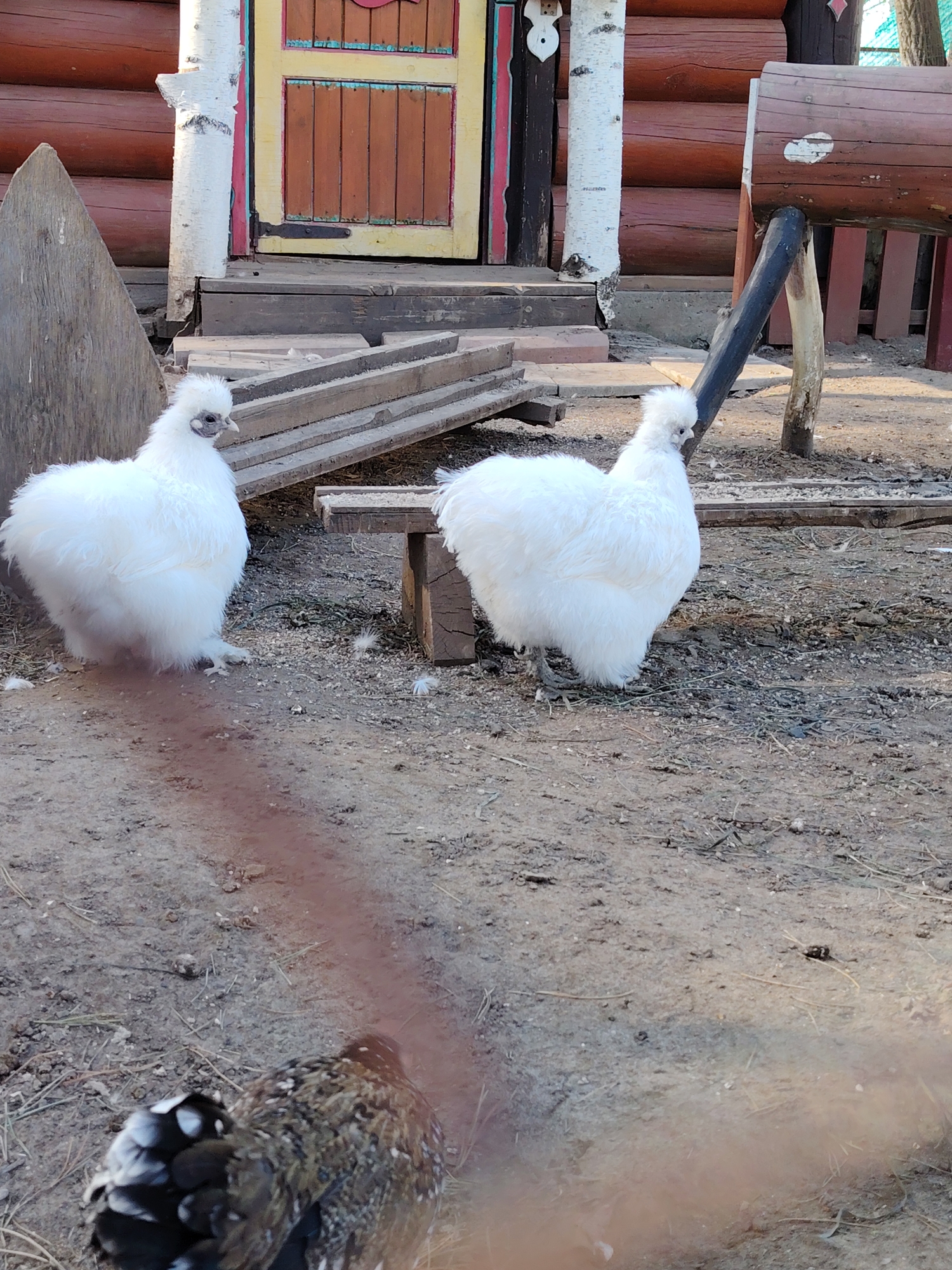 The image captures an outdoor scene in what appears to be a farm or rural setting, possibly in Chaikovsky, Russia. In the foreground, two white Silkie chickens are prominently featured. A third chicken, patterned in black and brown, is partially visible at the bottom of the frame.
In the background, a rustic log structure with a colorful door can be seen. Elements of wooden construction are visible, including what might be a makeshift bench or platform. The ground is bare earth mixed with sparse vegetation and scattered feathers. The scene is illuminated by natural light, suggesting it is daytime.