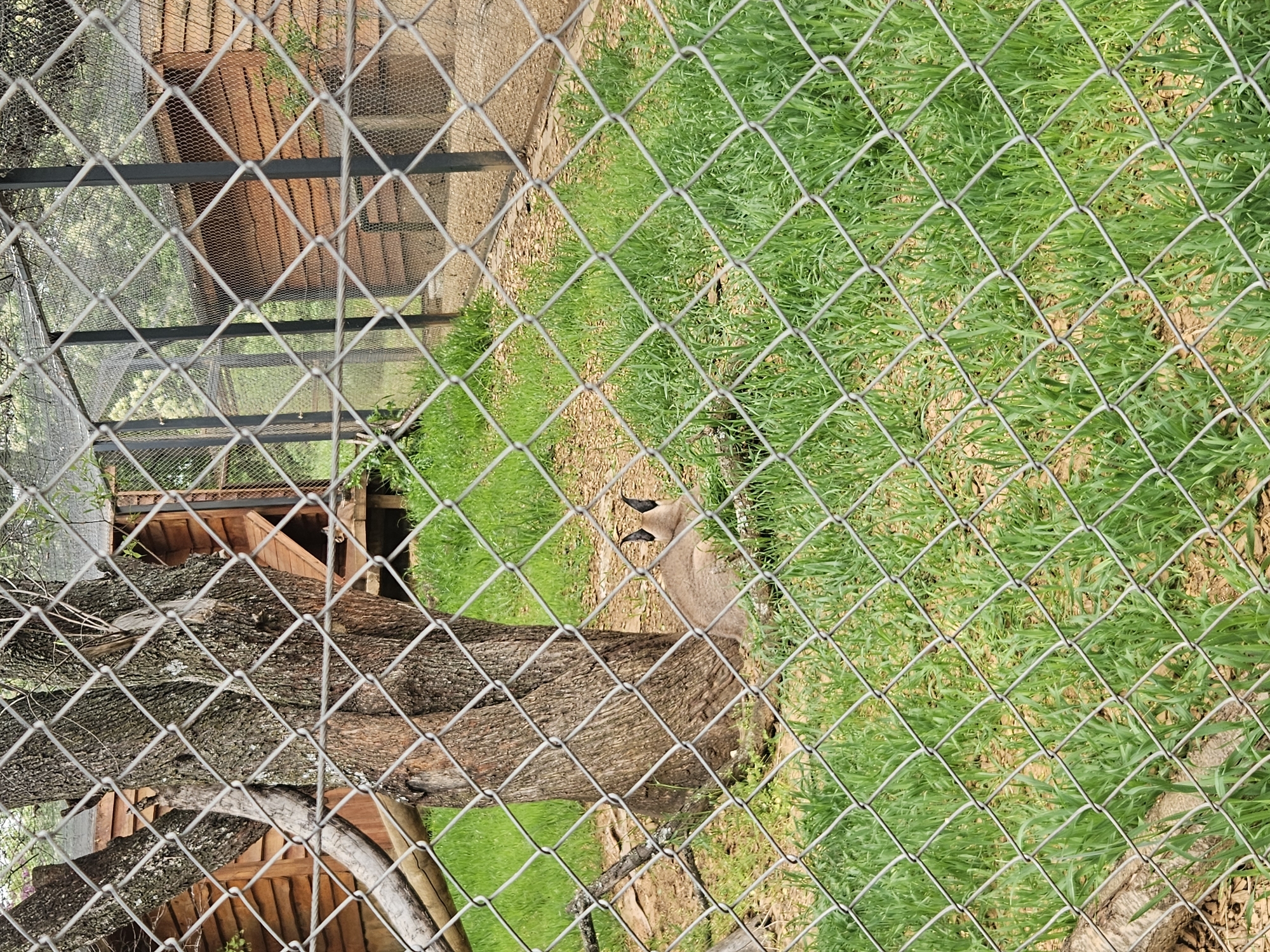 The image, likely taken in the Stara Zagora Zoo in Bulgaria, depicts a caracal within an enclosure. The caracal is situated near a tree and green grass, visible through a chain-link fence. A wooden structure is present in the background.