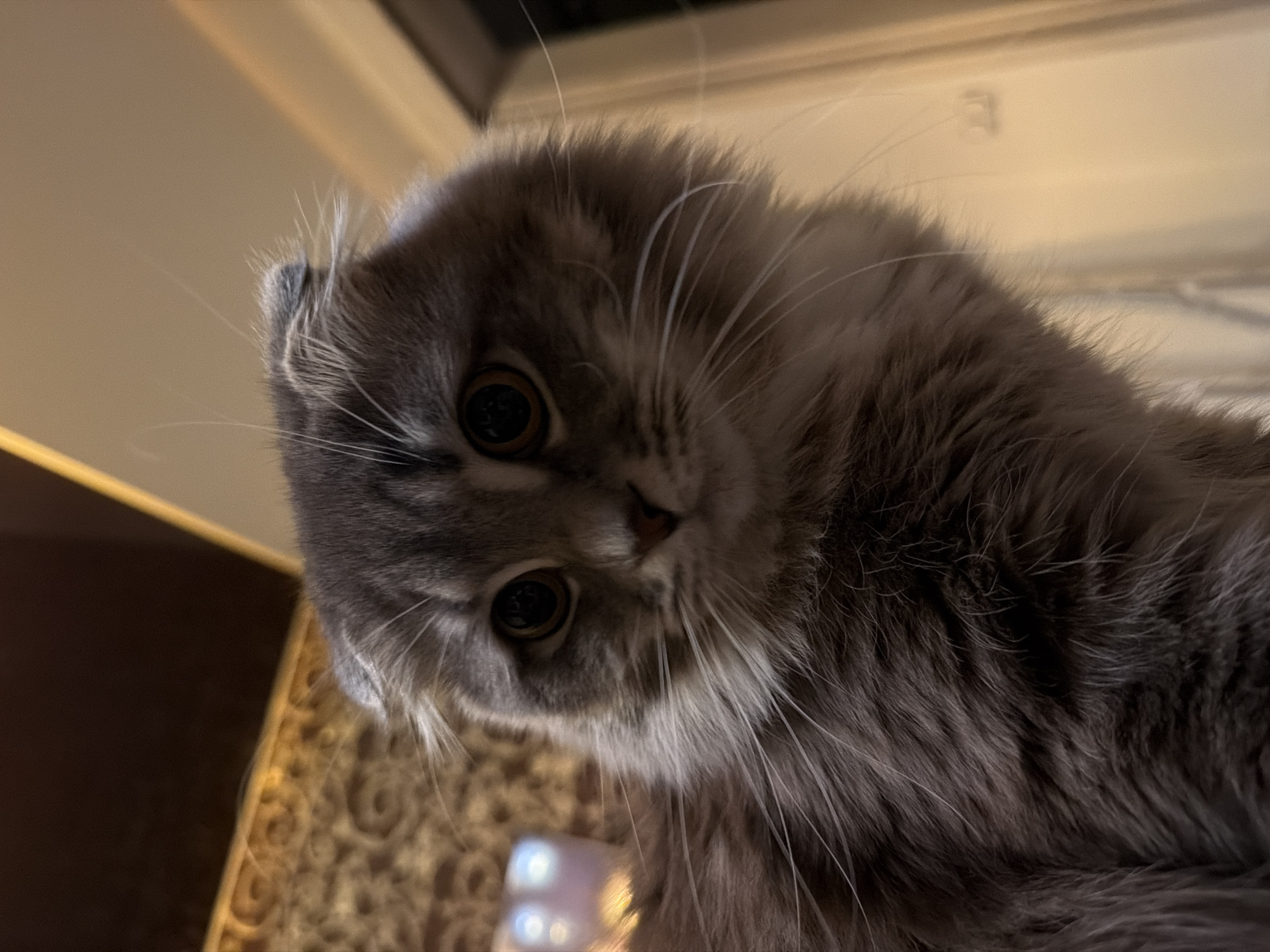 A fluffy grey cat with folded ears and large, dark eyes is looking directly at the camera. The cat has long white whiskers and is positioned in the foreground. The background is blurred, showing a brown patterned surface on the left and a lighter, warmer colored wall or door on the right, with indistinct shapes suggesting furniture or doorways. The lighting is dim, creating shadows and highlighting the cat's fur. The scene appears to be indoors. No specific location in Vovchynets, Ukraine can be determined from the visual information provided.