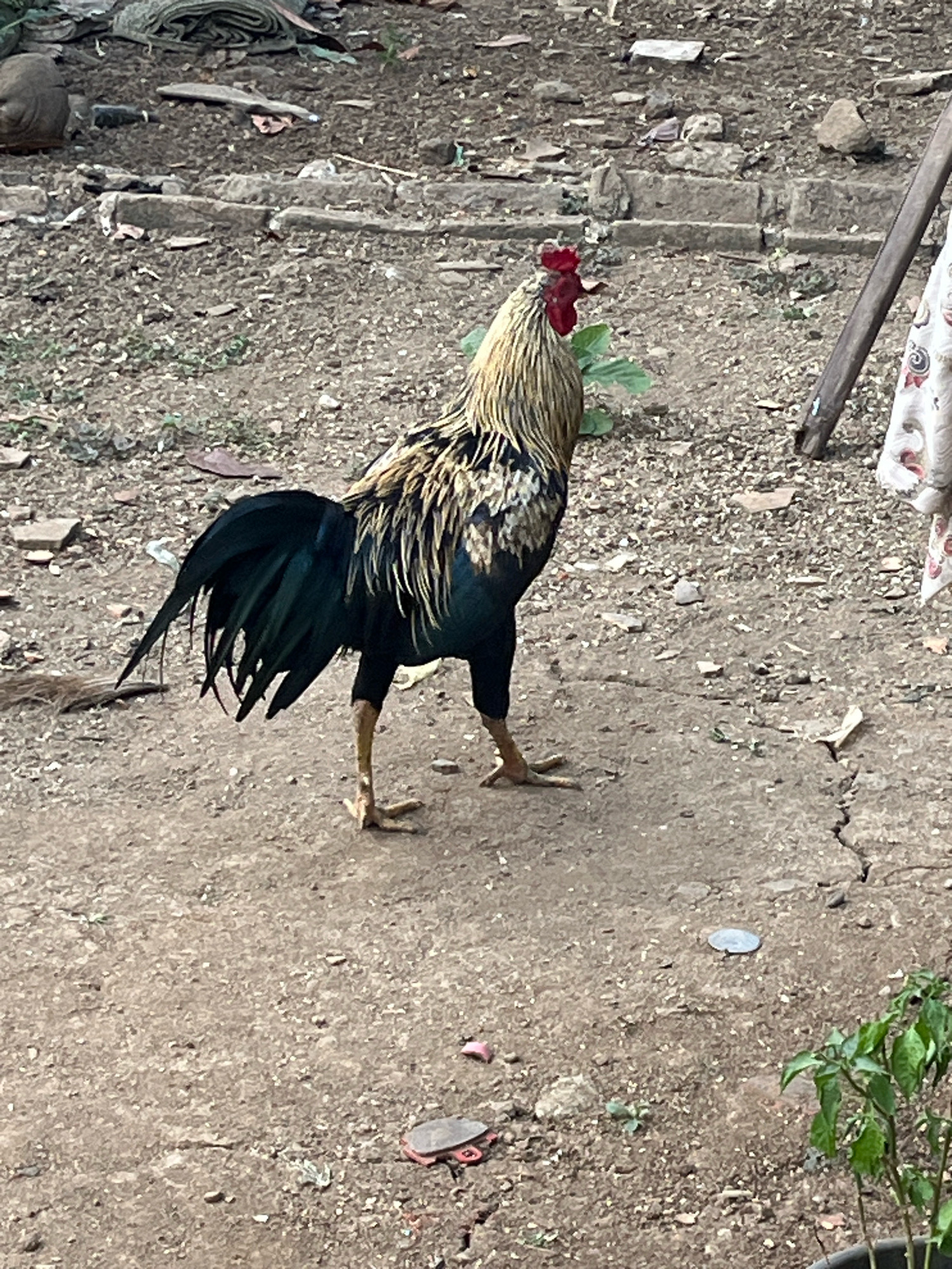 A rooster stands on dusty ground in a yard. The rooster is facing right, with its head turned to the left. It has a red comb and wattle, with golden-brown and black feathers. Its tail is black and iridescent. The ground is covered with dirt, small rocks, and some debris, including a few scattered leaves and what appears to be a piece of plastic. In the background, there are some larger stones and what looks like the remains of a brick structure. A wooden pole is visible on the right side of the image, leaning against some white fabric with a red pattern. A small green plant in a pot is in the lower right corner. The scene is likely in an outdoor area, possibly a rural or semi-rural setting within Kebumen, Indonesia, given the rough terrain and scattered debris common in such environments.