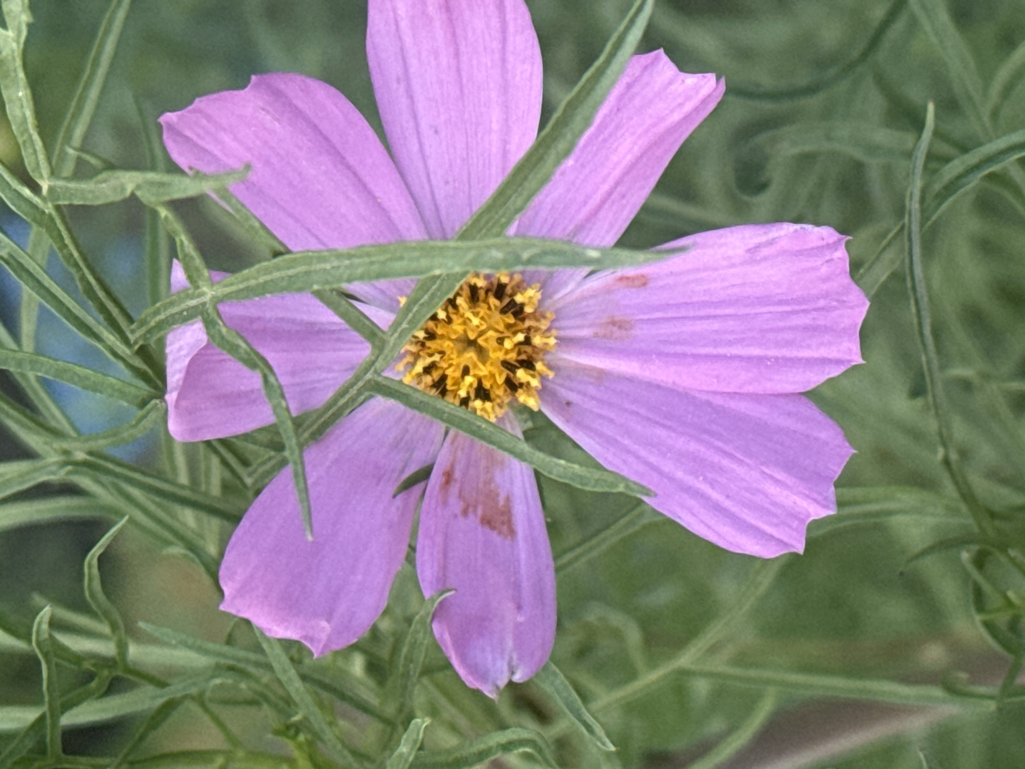 A close-up, eye-level shot captures a single, vibrant purple cosmos flower with delicate, ruffled petals. The flower's center is a bright yellow disc, detailed with a multitude of small, dark florets. Some of the petals show slight browning or discoloration. The flower is partially obscured by thin, wispy green leaves and stems, creating a layered effect. The background is a soft, out-of-focus blend of greens and hints of a blue sky, suggesting an outdoor setting, likely a garden or park. There is no indication of people, actions, or interactions, and no specific details in the image allow for localization to Pavlodar, Kazakhstan.