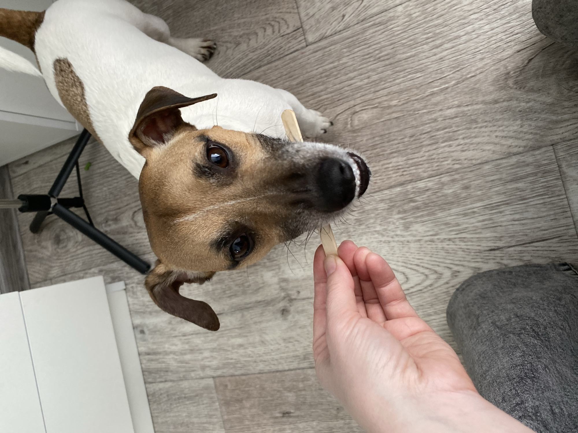 A Jack Russell Terrier dog is lying on a light gray wood-like floor. A human hand is holding a wooden popsicle stick in front of the dog's mouth. Part of a gray pant leg is visible on the right. In the background, a black tripod stand and a white cabinet are visible. The location is indoors, potentially in a home. There's no evidence the location is in Noviy, Russia.