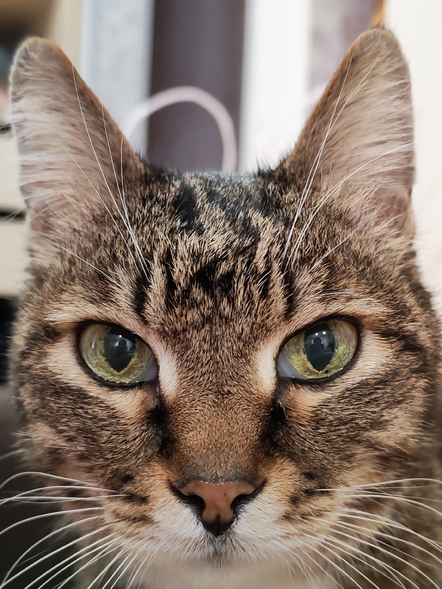 A close-up of a tabby cat's face. The cat has green eyes, a brown and black striped fur pattern, and white whiskers. The background is out of focus, but appears to be indoors. There is no information present that can identify the location of the photo to be Chaikovsky, Russia.