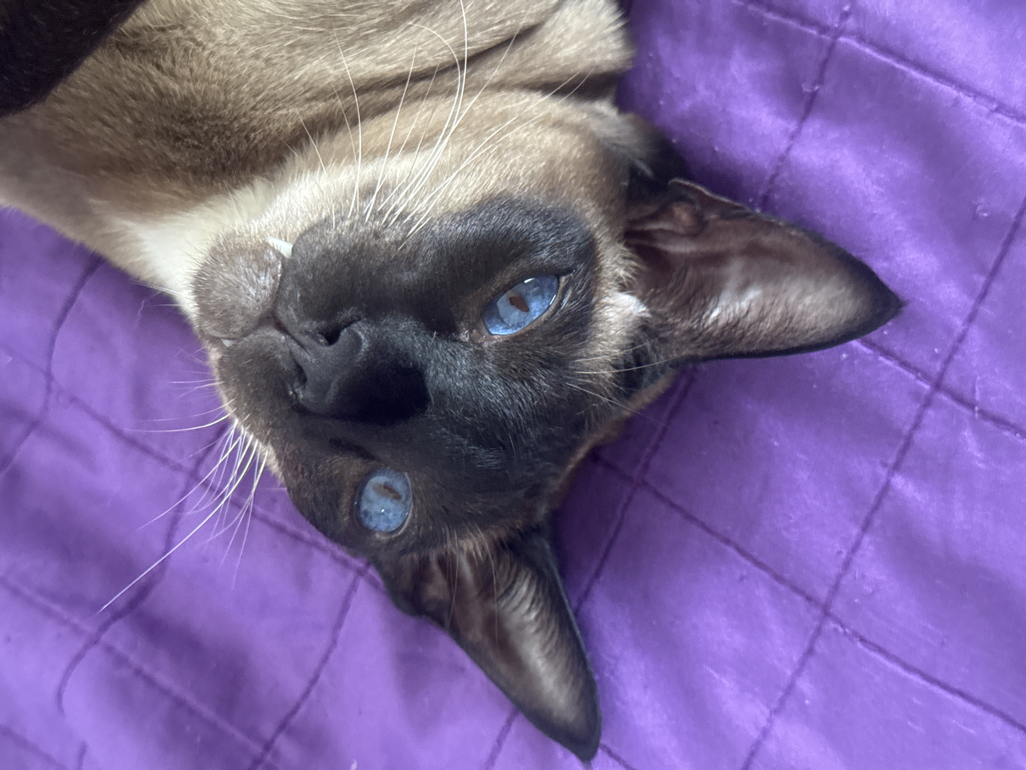 A Siamese cat with striking blue eyes lies upside down on a purple quilted fabric. Its head is positioned towards the bottom right corner of the image, with its ears and facial features clearly visible. The cat's fur is a mix of beige and dark brown, typical of Siamese breeds. One small tooth is visible. The background is a simple, unadorned purple fabric with a stitched quilt pattern. The image does not provide any information on the location of the city Ramat Gan, Israel.