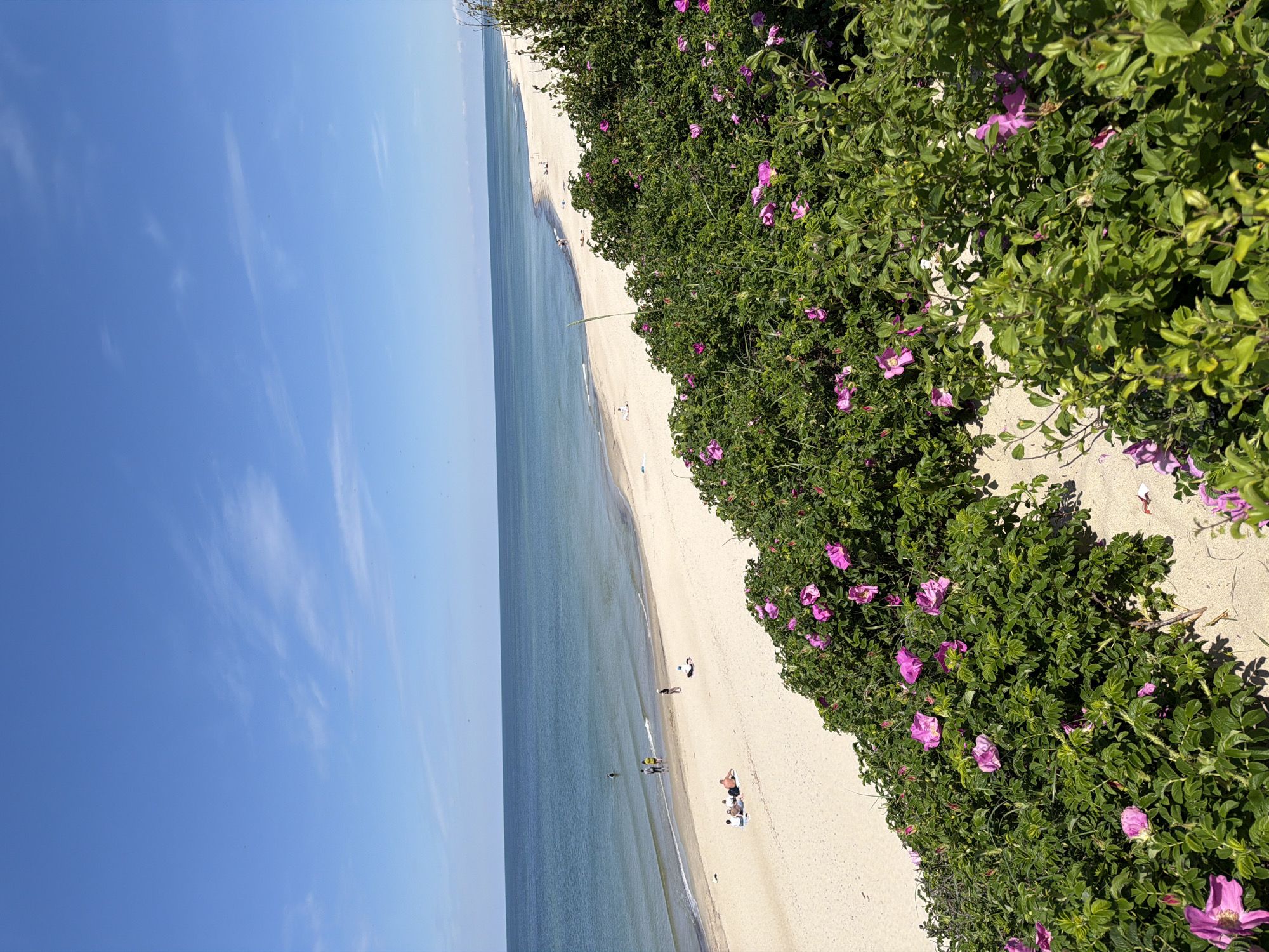 This is a photograph of a beach scene on a sunny day, likely in Morskoye, Russia, given the context. In the foreground, dense green bushes with pink flowers, possibly wild roses, line the edge of a sandy beach. The sand stretches out to meet the calm, blue sea, which is bordered by a clear blue sky with a few wispy clouds.
Several people are visible on the beach and in the shallow water. On the sand, a group of four people is seated on towels, while a lone individual lies on their back. Further down the beach, nearer to the water's edge, a few more individuals are standing or walking. In the sea, a person is wading in the shallow water. The overall impression is one of a tranquil summer day at the seaside.