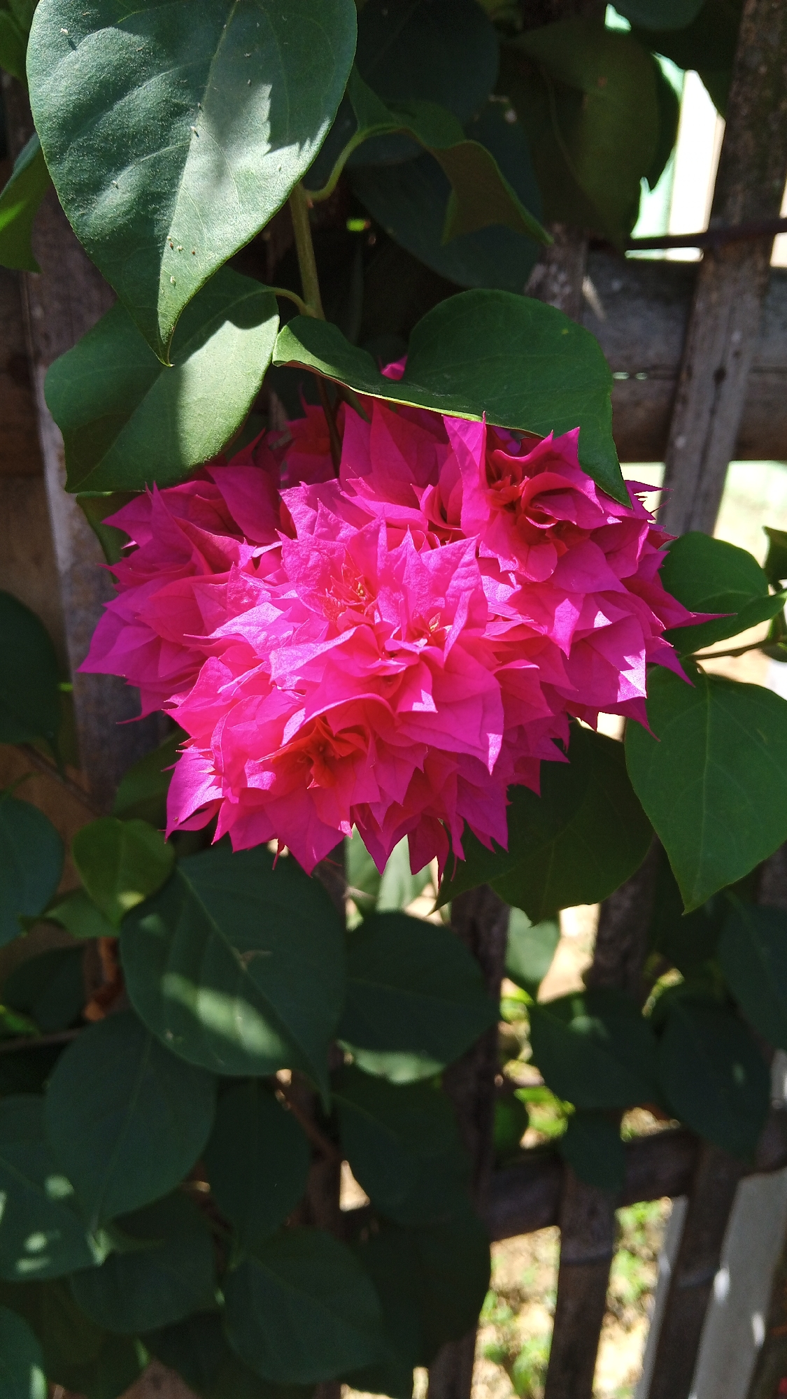 A close-up shot captures a vibrant cluster of bright pink bougainvillea flowers, their delicate petals forming a dense bloom. The flowers are surrounded by lush, dark green leaves, some of which are catching the sunlight, creating dappled patterns. In the background, a rustic wooden fence made of vertical and horizontal planks is visible, with glimpses of the outdoors and greenery beyond. The overall impression is one of natural beauty and simple outdoor scenery, likely found in a garden or park setting within Kebonbaru, Indonesia.