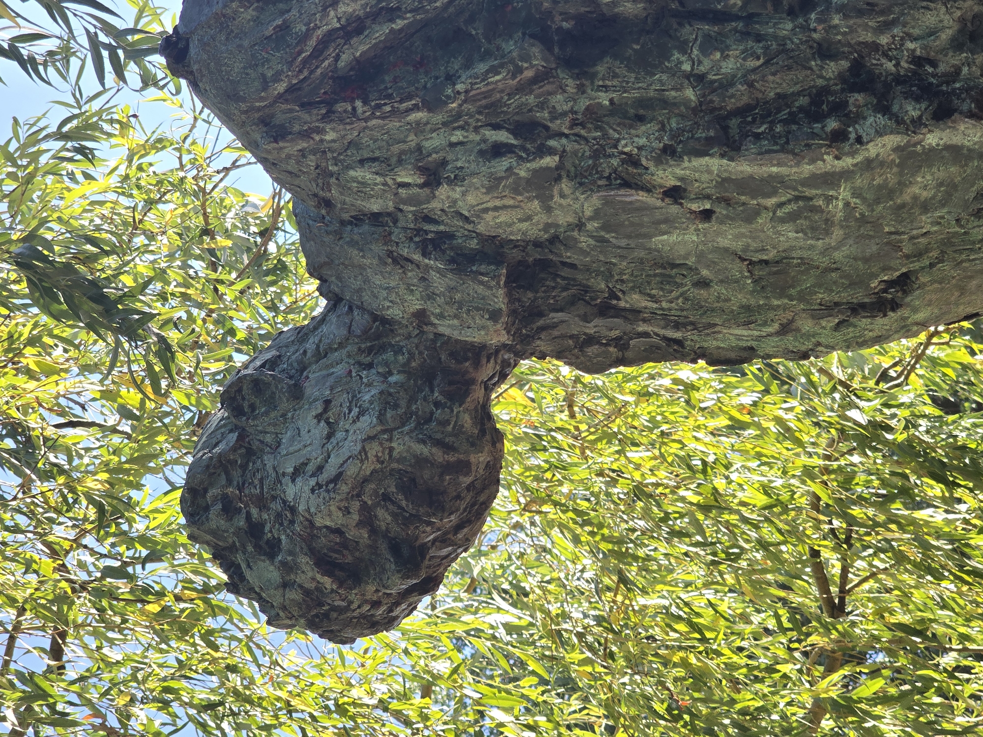 The image shows a close-up, low-angle view of a dark, textured statue, possibly bronze or weathered stone, set against a backdrop of vibrant green foliage and a clear blue sky. The statue depicts what appears to be the head and upper torso of a figure, with rough, uneven surfaces suggesting a weathered or aged material. The head is turned to the left, with details of its form visible but not sharply defined, blending into the textured mass of the body. Sunlight filters through the leaves, casting bright highlights on the foliage and creating a dappled effect. The statue is located outdoors, among trees, likely in a park or public space. No specific location within Antwerp, Belgium is discernible from the image.