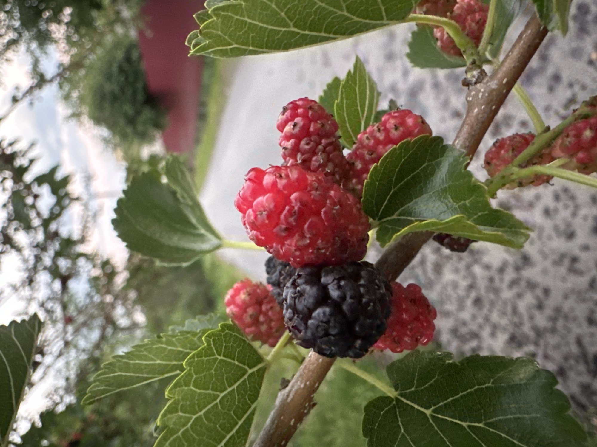A close-up, low-angle shot shows a cluster of mulberries on a branch, with a blurred background of a road, vegetation, and a red wall. One large, ripe black mulberry is prominently featured in the foreground, surrounded by several red mulberries in various stages of ripeness. The mulberries are attached to a thin, brown branch, and large green leaves with prominent veins surround them. The road appears to be gravel or asphalt, and the sky above is overcast with hints of pink and white from the clouds. The overall scene is one of natural beauty, with the focus on the ripening fruit.