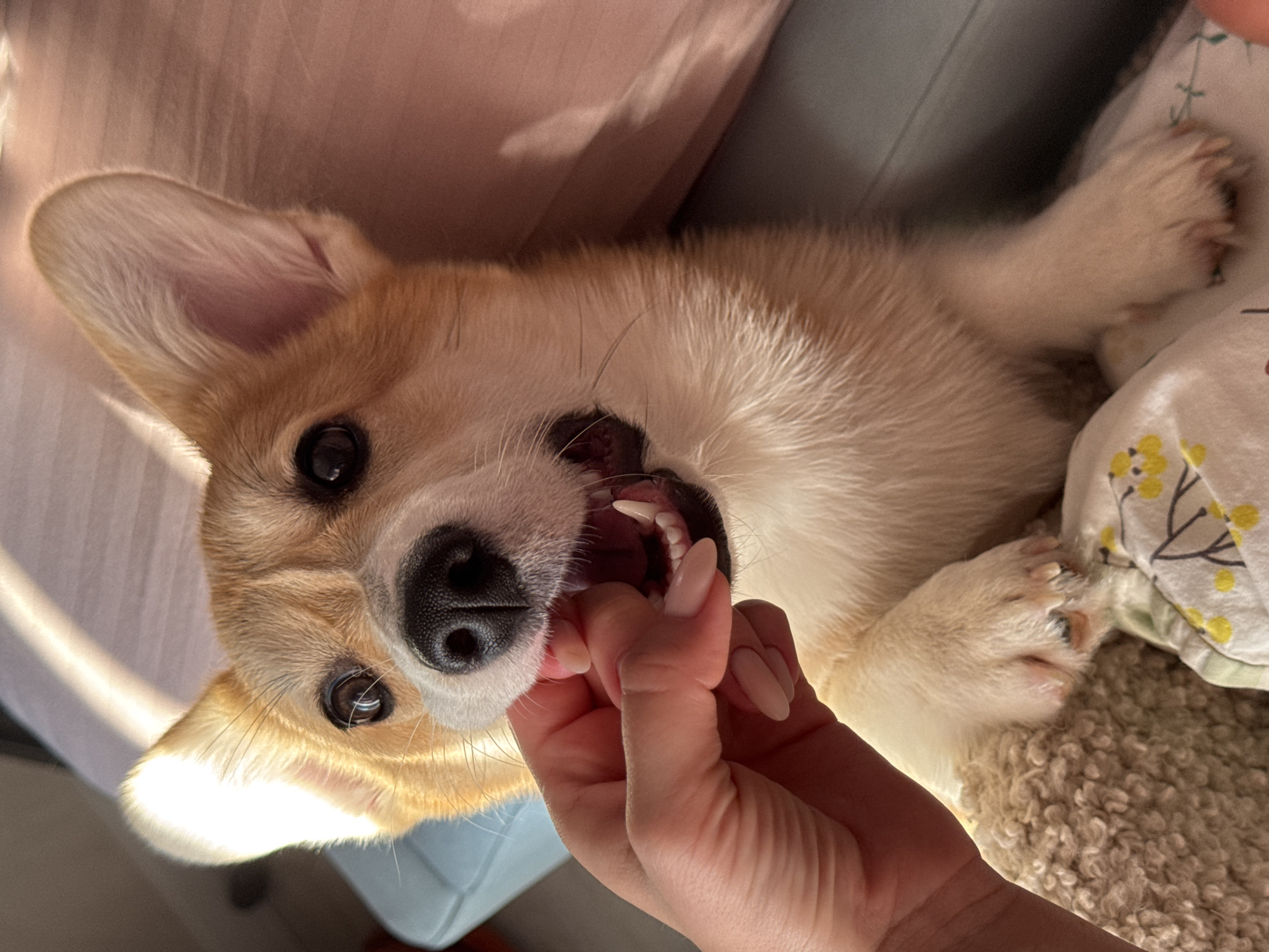 A medium shot captures a light tan and white corgi, lying on its back. The dog is facing the camera with its mouth open, teeth visible. A human hand with manicured nails reaches towards the dog's mouth. The background consists of a pillow with a light floral pattern, a textured blanket, and what appears to be furniture. The scene is indoors. There is no information to suggest that this image was taken in the city of Chaikovsky, Russia.