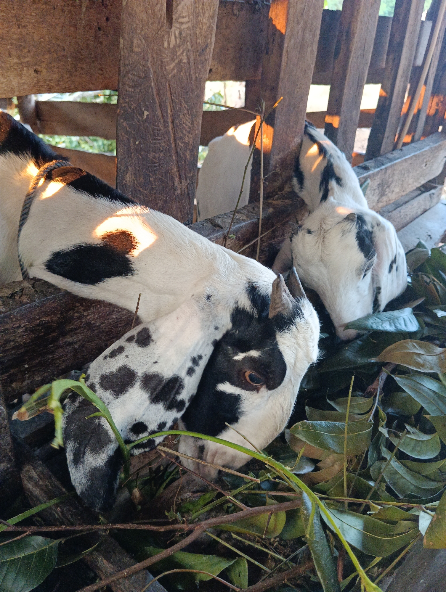 Two goats with black and white markings are eating green leaves from a wooden enclosure. The goat in the foreground has its head down, actively chewing, while the second goat is partially visible behind it, also eating. The enclosure appears rustic, made of weathered wood. Sunlight filters through the gaps in the wooden structure, casting warm light on the goats and their surroundings. The image captures a natural scene of farm animals feeding. The location of Pematang Jaya, Indonesia, is noted but not visually represented in the image itself.