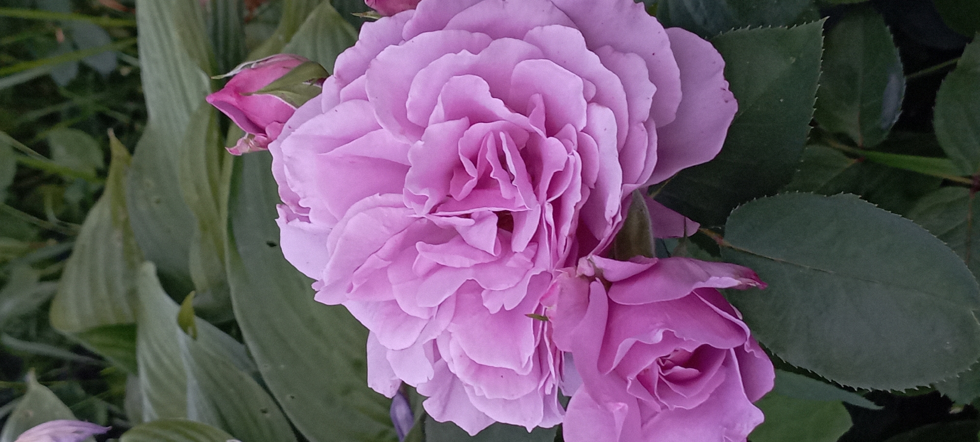 This is a close-up, vertical, outdoor, eye-level shot of a cluster of pink roses with some green foliage in the background. The dominant subject is a large, fully bloomed pink rose with many ruffled petals, taking up the majority of the frame. To the lower left, a partially visible, smaller pink rose is present. In the upper right portion of the image, a pink rose bud with a green calyx is also visible. The background consists of out-of-focus green leaves. The image was taken in Radisne, Ukraine.
