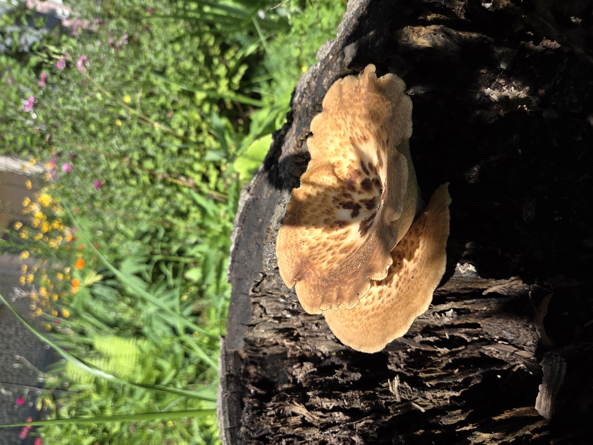 Two light brown shelf mushrooms are growing on a dark, rough-textured tree stump. The mushrooms have a scalloped edge and a spotted pattern on their caps. The stump is in focus, while the background of green foliage and some blurred colorful flowers is out of focus. Sunlight casts shadows on the stump and mushrooms. The scene appears to be outdoors in a garden or wooded area. There are no people or animals visible in the image.