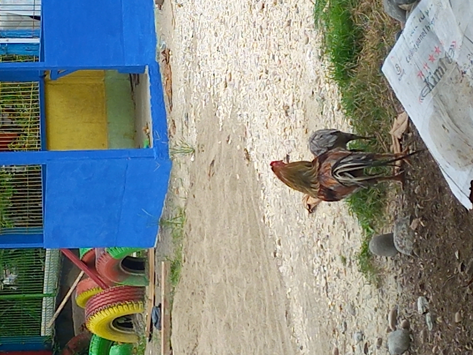 The image depicts an outdoor scene in Gampongkeude, Indonesia, featuring two roosters and a younger hen in the foreground. The dominant rooster, with iridescent feathers, stands facing away from the camera, showcasing its tail. A smaller, grey hen is positioned behind and to the right of the larger rooster. The environment comprises a sandy ground scattered with small stones and patches of grass. In the background, a blue and yellow structure, likely a playground or community building, is visible, with a fence and painted tires. The lighting suggests it is daytime.