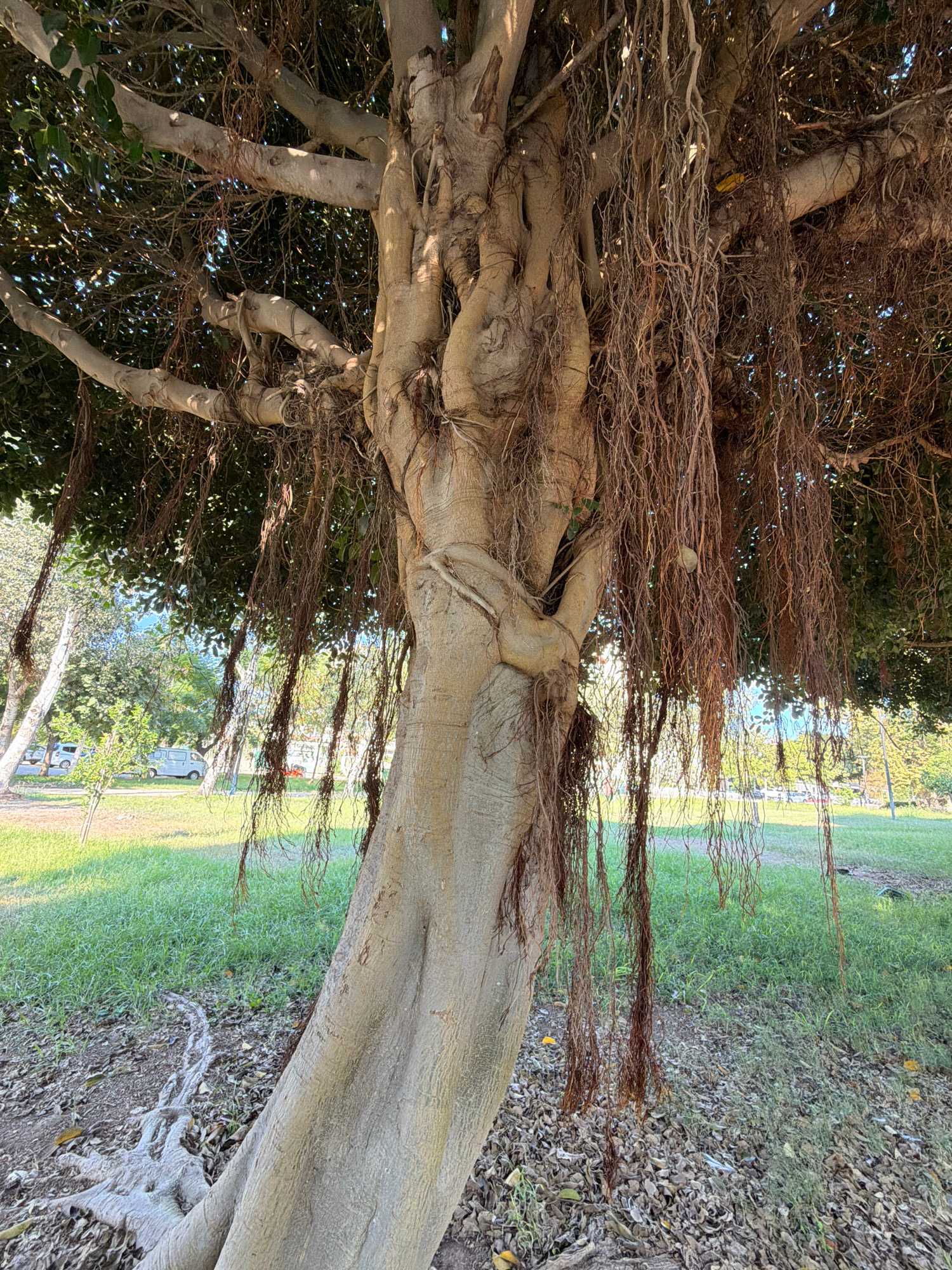 This is a close-up, eye-level, outdoor, full-shot photograph of a banyan tree with aerial roots. The tree trunk is thick and textured, with prominent roots twisting around each other. Long, thin aerial roots hang down from the branches, some reaching towards the ground. The tree is situated in a grassy park area, with dry leaves scattered on the ground around its base. In the background, there is lush green grass, some smaller trees, and a paved pathway. A few vehicles, including a white van and cars, are visible in the distance on the pathway, suggesting an urban or suburban park setting. The lighting indicates it is daytime, with sunlight filtering through the leaves. The image does not depict any people or specific landmarks that would identify the location as Antalya, Turkey.