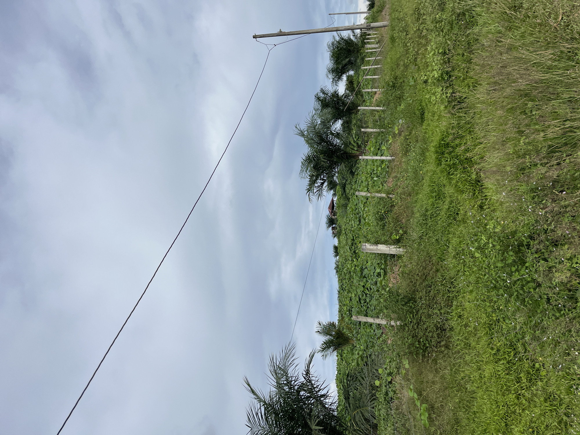 The image depicts an outdoor scene with a natural landscape. In the foreground, there is lush green grass and vegetation, with a fence line running diagonally across the frame from bottom left to the middle right. This fence appears to be made of concrete posts and wire. Beyond the fence, a gently sloping hill is covered with dense green foliage, possibly crops or undergrowth. Several palm trees are scattered throughout the scene, with their fronds extending upwards. A single electrical wire stretches across the upper portion of the image, suspended by a wooden utility pole visible on the right side. The sky is overcast with cloudy, grey conditions. The background features more vegetation and a hint of a building structure with a red roof on top of the hill. The overall environment suggests a rural or semi-rural setting within Sukajadi, Indonesia, characterized by its vegetation and utility infrastructure.