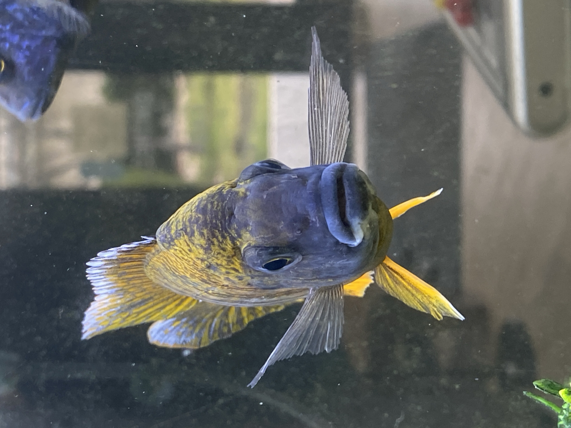 A front-facing close-up of a yellow and blue fish swimming in an aquarium. The fish is positioned centrally in the frame, with its head toward the viewer. The upper part of its head is blue, fading into a yellow pattern on the lower part of its body. It has yellow and blue fins. Part of another fish is visible in the upper left corner of the frame. The background is blurry and shows some vegetation at the bottom right. The location is not evident from the image. The information about Pleven, Bulgaria, is not related to the content of the image.