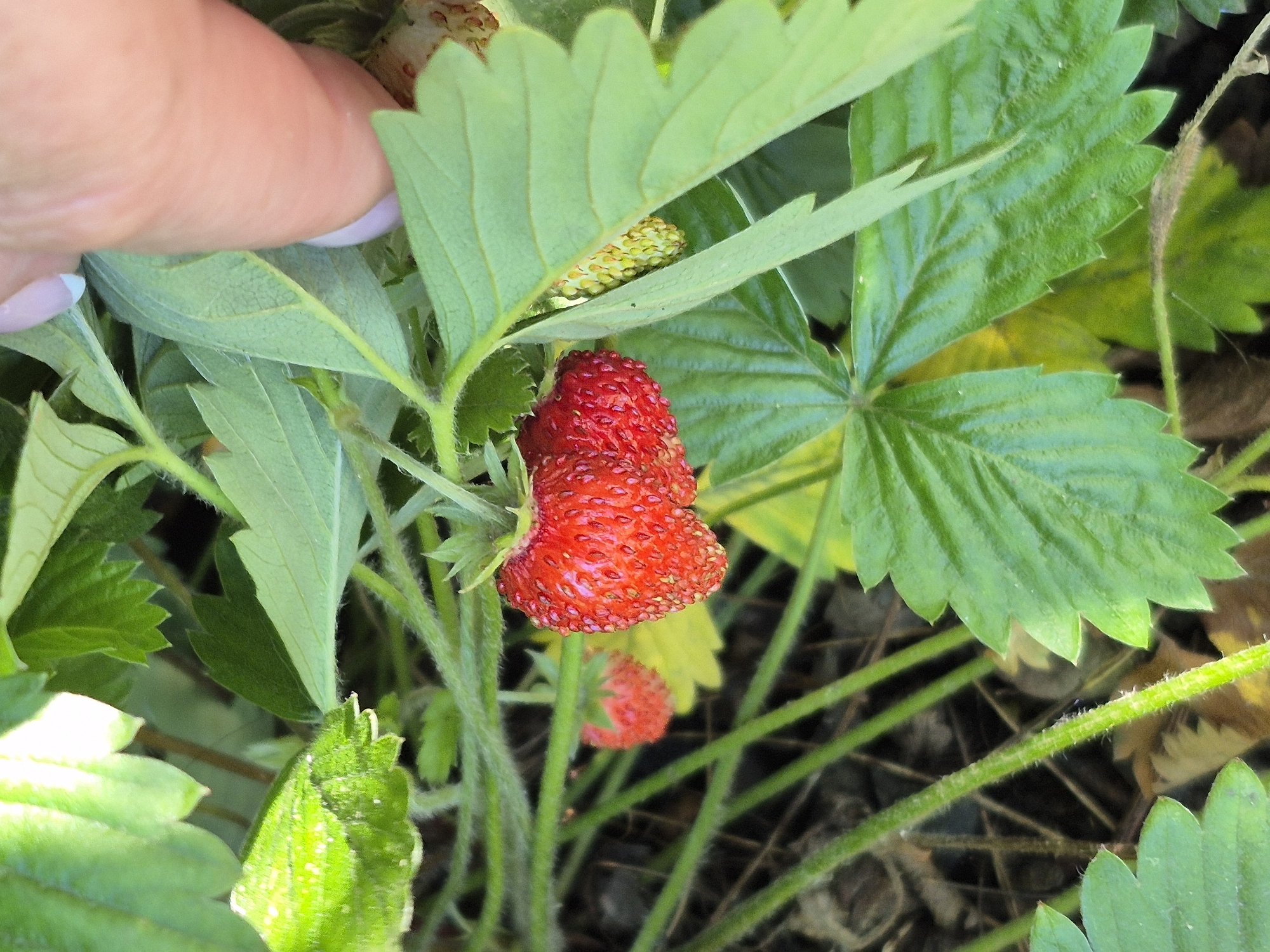 A close-up, eye-level shot shows ripe and unripe strawberries growing on a plant with green leaves and stems. A human finger with light-colored nail polish is visible in the upper right corner of the image, gently touching a leaf. The strawberries are red and bumpy, indicating ripeness, while other berries on the plant appear less developed. The background is blurred, with dark soil and brown leaves visible. The lighting is natural and appears to be sunlight.