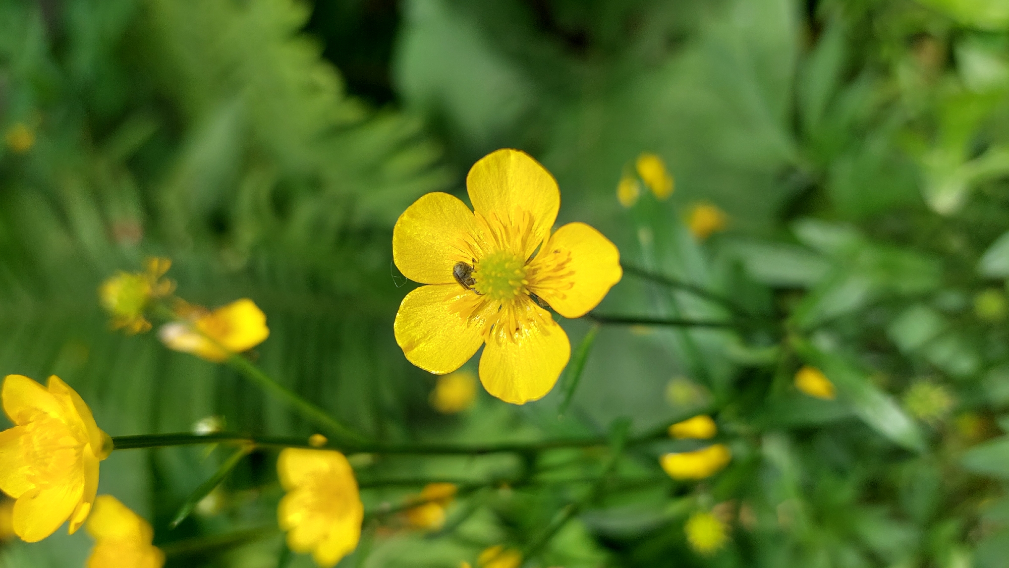 This close-up photograph captures a vibrant yellow flower, likely a buttercup, as its central subject. The flower, positioned slightly to the right of the frame's center, is in sharp focus, showcasing five distinctly shaped, bright yellow petals. Its core features a cluster of lighter yellow-green stamens.
A small, dark-bodied insect, possibly a beetle or a fly, is visible resting on one of the flower's petals, close to the center. A delicate, almost transparent strand, possibly a piece of spider silk, is also noticeable near the insect on the petal.
The background is softly blurred, dominated by various shades of green foliage, suggesting a natural outdoor setting like a garden, meadow, or forest edge. Other out-of-focus yellow flowers of a similar type are visible in both the foreground and background, indicating a collection of these plants. The bright, natural light illuminates the scene, highlighting the flower's vivid color and suggesting it is daytime, likely under clear or sunny weather conditions. No human subjects or discernible text are present in the image. The photograph emphasizes the intricate details of the flower and its tiny occupant, conveying a sense of natural tranquility.