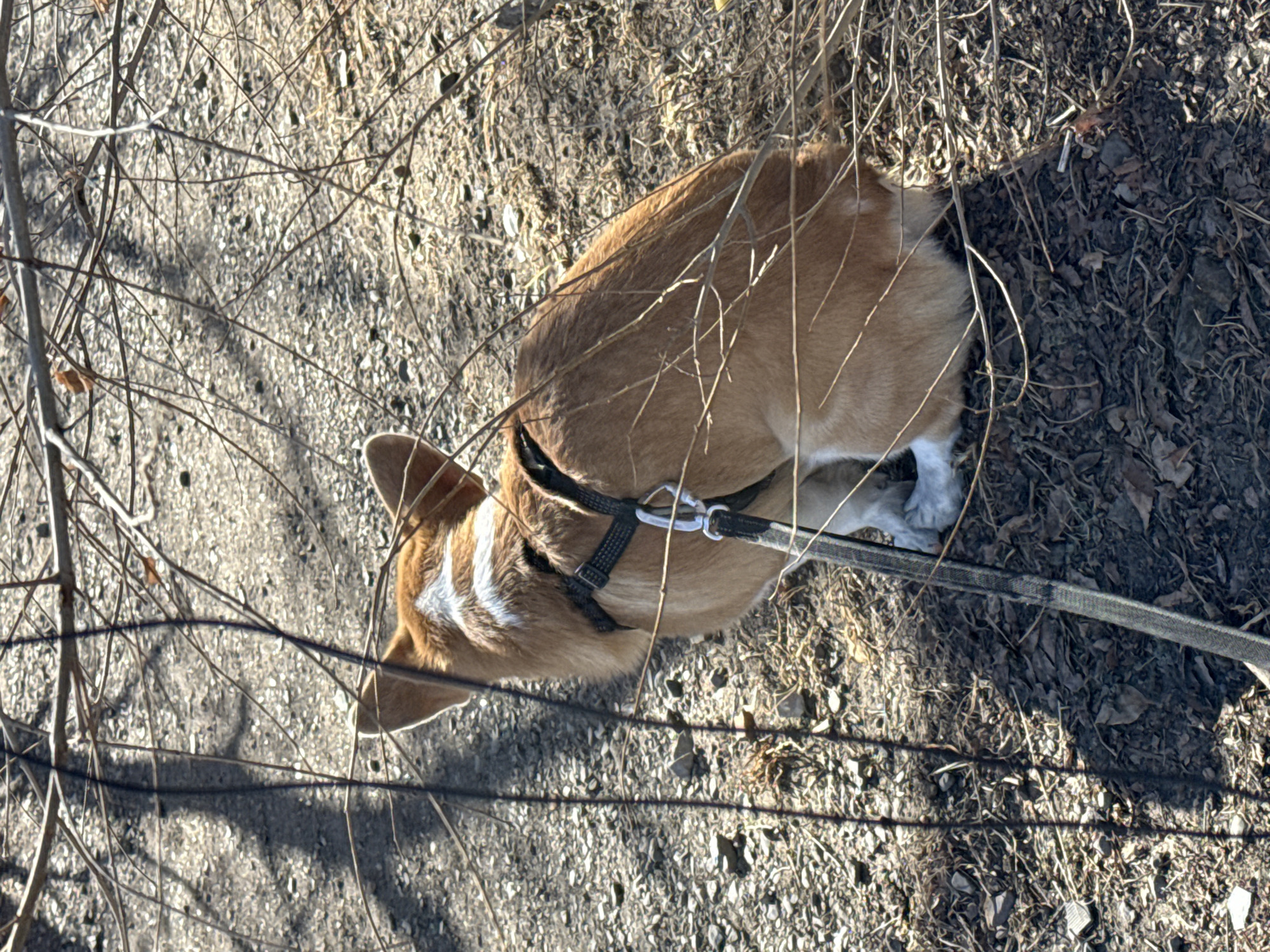 A tan and white corgi dog is standing on a dirt and gravel path in an outdoor area. The dog is wearing a black harness and is attached to a gray leash. The dog is surrounded by sparse vegetation, including dry leaves and small branches. The location is likely a park or natural area. I am unable to provide the exact location in Borzya, Russia based on the image.