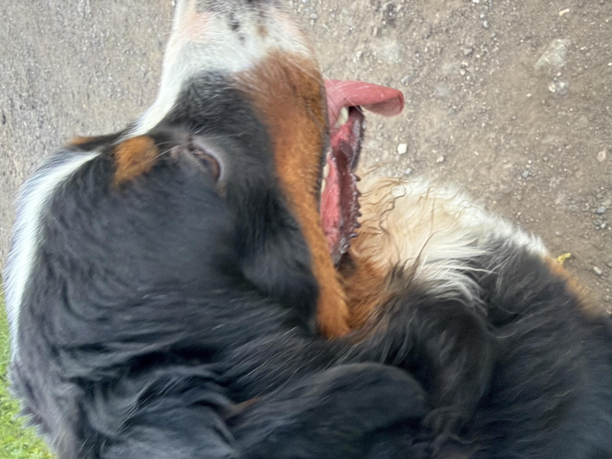 The image shows a close-up, side-profile view of a Bernese Mountain Dog in Чёрная, Russia. The dog is panting with its tongue hanging out. The dog's fur is black, white, and tan. The background consists of a dirt or gravel path with some green grass visible in the upper left corner. The lighting suggests an outdoor, daytime setting.
