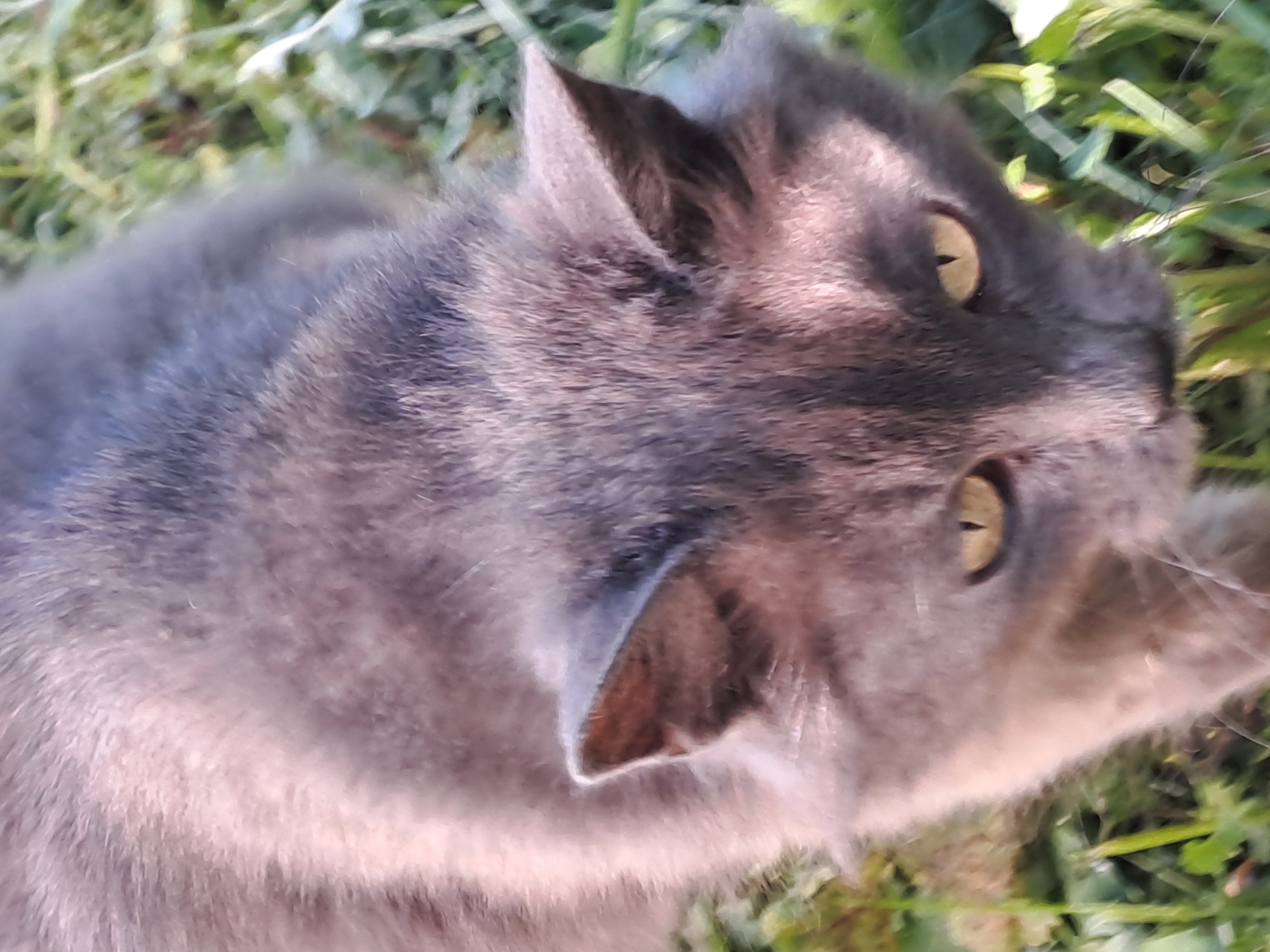 A close-up, slightly tilted image captures a grey domestic cat resting outdoors in a grassy area, likely a garden or yard, in daylight. The cat's back and head are the primary focus, seen from an elevated perspective. Its fur is a uniform blue-grey, appearing soft and well-groomed. The most striking features are its two bright amber-yellow eyes, which have distinct vertical slit pupils, indicating alertness. One ear is clearly visible, pointed upwards, while the other is partially obscured by its head.
The background consists of vibrant green grass and blurred foliage, suggesting a shallow depth of field that emphasizes the cat. The lighting is bright and natural, casting subtle highlights on the cat's fur and illuminating its expressive eyes. The cat appears calm and observant, possibly surveying its environment. No specific activity is depicted beyond resting and looking around. There are no other subjects, objects, or visible text in the frame. The scene conveys a moment of quiet natural observation, set in the outdoor environment of Полянки, Russia.
