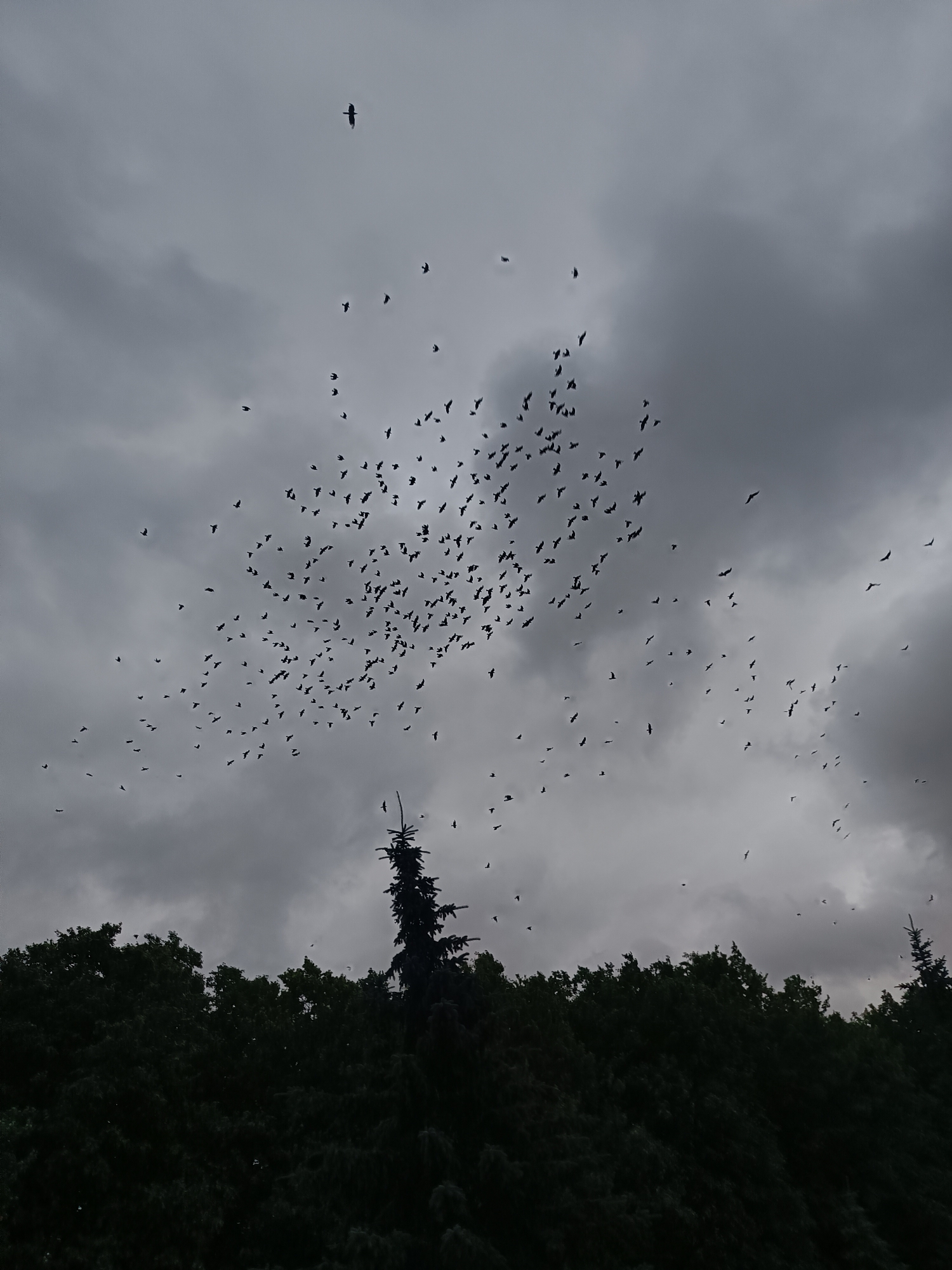 A flock of birds flies against a dark, cloudy sky. The birds are silhouetted against the overcast sky, making it difficult to identify their species. In the lower portion of the image, the dark silhouettes of trees are visible, forming a dense canopy. The image appears to have been taken outdoors, likely in a natural or semi-natural environment. There is no indication of a specific location within the city of Kaliningrad, Russia.