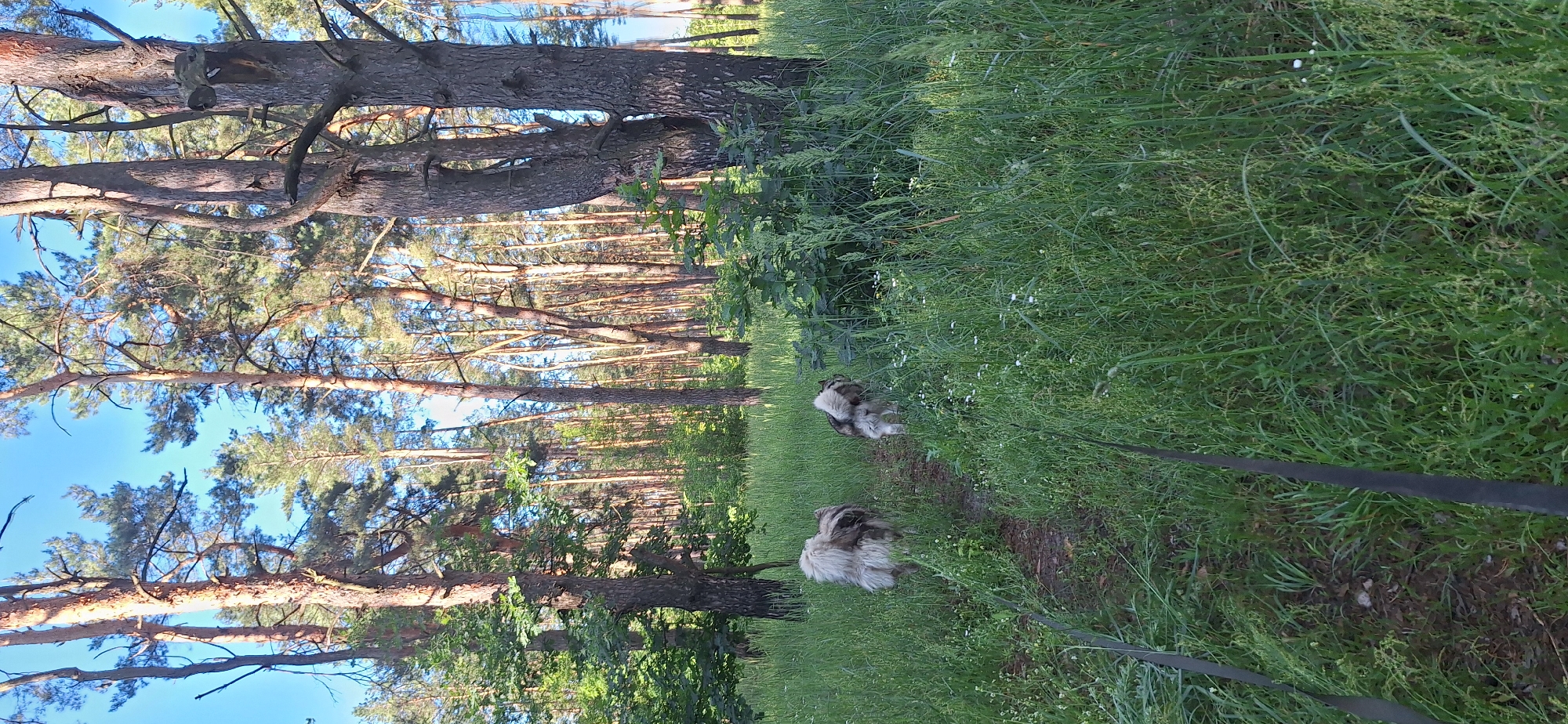 Two fluffy dogs with grey and white fur walk away from the camera on a dirt path through a sunlit pine forest. The dogs are on leashes, indicated by dark straps visible in the foreground. Tall, slender pine trees with green canopies dominate the background, with a clear blue sky visible above. The ground is covered in lush green grass and small white wildflowers. The scene suggests a peaceful walk in nature.