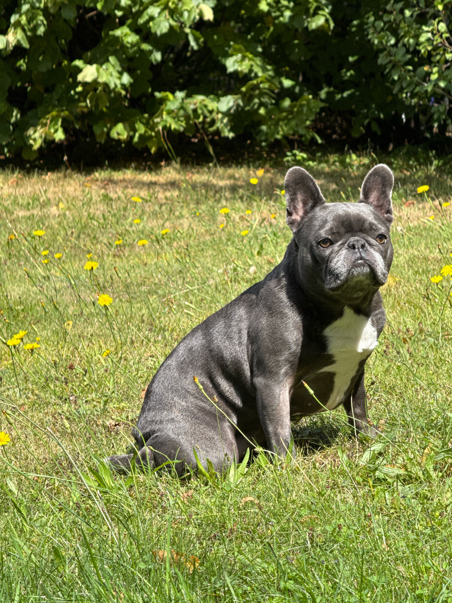 In Bad Sachsa, Germany, a blue French bulldog with white markings on its chest is sitting on a grassy lawn dotted with yellow dandelions and green foliage in the background. The dog is looking to the right with its ears perked up. The lighting suggests it is daytime.