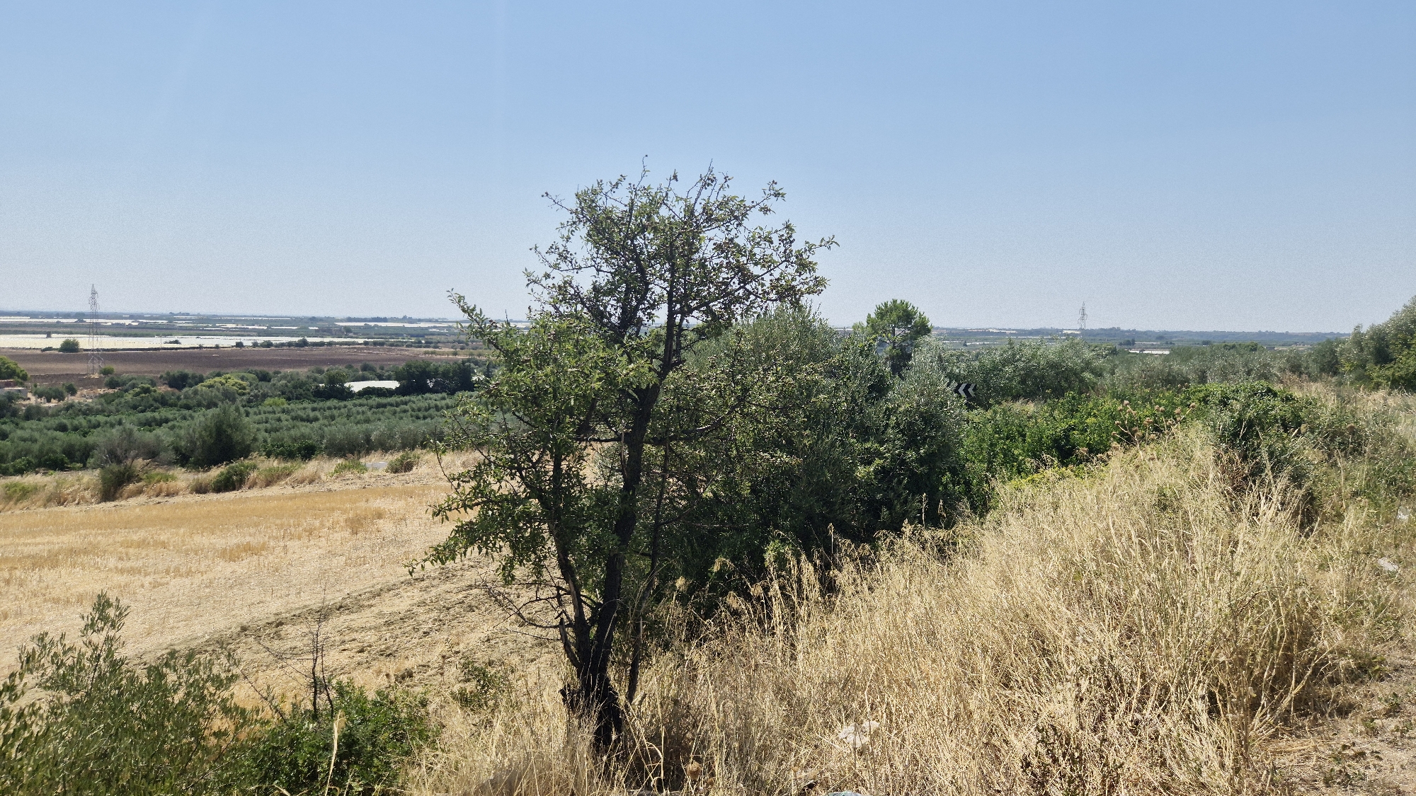 A wide-angle, eye-level shot captures a dry, rural landscape under a clear blue sky. In the foreground, tall, dry, golden grass dominates the right side of the frame, obscuring the ground. A solitary tree with green foliage stands in the center, its branches reaching towards the sky. To the left of the tree, a field of dry, golden stubble stretches into the mid-ground. Beyond this, an area of olive trees forms a dense green band. In the distance, a flat expanse is dotted with low structures and what appear to be water bodies or flooded fields. Tall, metallic power pylons are visible on the horizon, particularly one to the left of the frame. The scene suggests a hot, dry climate, likely during summer. The location is identified as being near Castellaneta, Italy, a region known for its agricultural plains and coastal proximity, consistent with the visual elements. There are no people or discernible actions in the image.