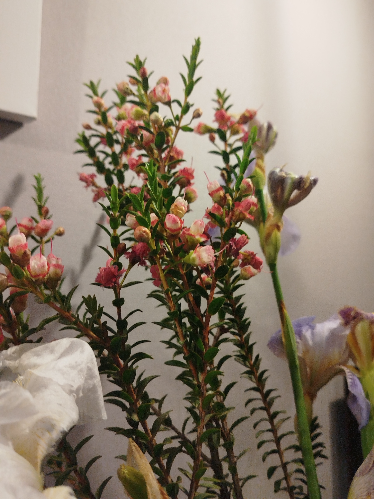 A close-up, eye-level shot captures a bouquet of delicate pink and white flowers, their buds tightly furled, interspersed with dark green leaves. To the right of the frame, a tall, green stem rises, topped by a purplish-blue iris bloom. The background is a plain, light-colored wall, with a blurred white object in the lower left corner, possibly decorative paper. The lighting is soft, creating subtle shadows. The scene is indoors, suggesting a domestic or floral arrangement setting, but the specific location in "Unknown, Unknown" cannot be determined from the visual information provided. There are no people or discernible actions present in the image.