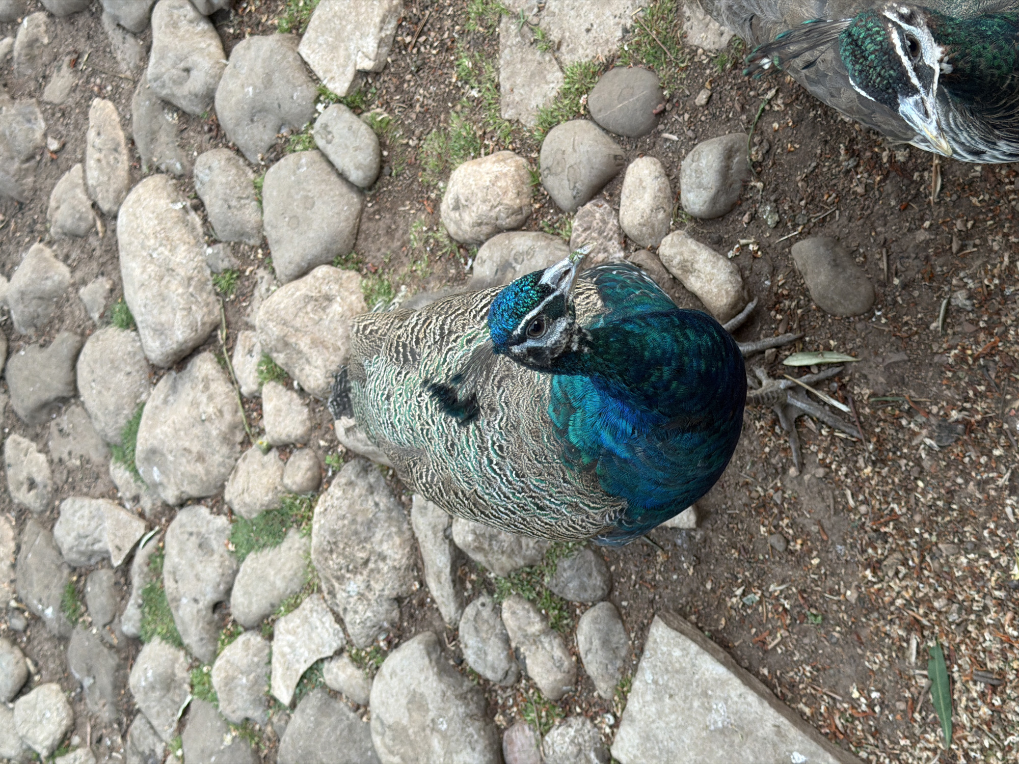 An overhead shot shows two peacocks on a ground of rocks and dirt, possibly in an enclosure. The peacock in the foreground is positioned on the left and facing toward the camera. Its plumage is iridescent blue and green. A second peacock is located in the top-right corner of the image, partially out of frame. The scene is reminiscent of an outdoor setting, potentially in the city of Budva, Montenegro.