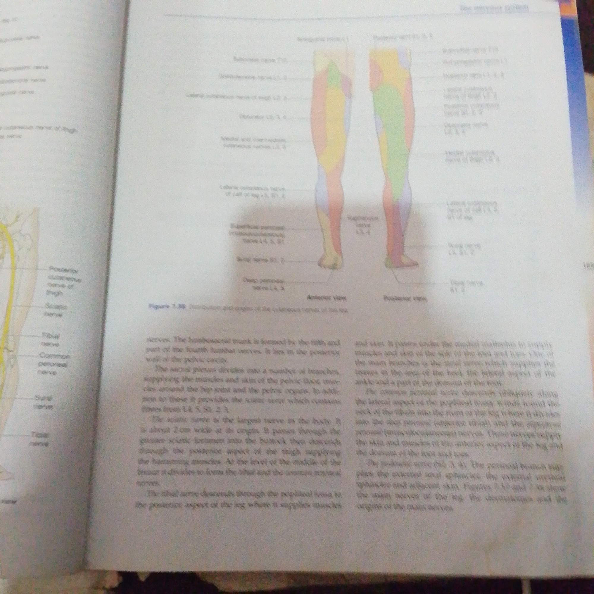The image shows an open textbook displaying anatomical diagrams of the nerves of the leg, accompanied by descriptive text. On the left side of the page, a diagram illustrates various nerves labeled with their names and corresponding spinal nerve roots. The right side of the page features two stylized anatomical illustrations of human legs, one viewed from the front and the other from the back, with different colored sections indicating the dermatomes supplied by specific nerves. The text below the diagrams explains the origins and distributions of these cutaneous nerves. The image does not contain any elements related to the city of Jalingo, Nigeria, or any crime scene.