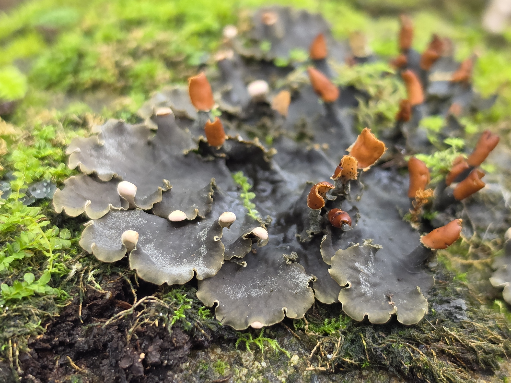 A macro photograph displays a cluster of lichen growing on a moss-covered surface, possibly a tree trunk or rock. The lichen exhibits a dark gray, leathery texture with scalloped edges, and some individuals are topped with bright orange, cup-shaped structures. The surrounding moss is a vibrant green, contrasting with the darker lichen. The background is softly blurred, suggesting a shallow depth of field. The scene appears natural and untouched. The location is identified as Dobryanitsy, Russia. No people or specific actions are depicted.