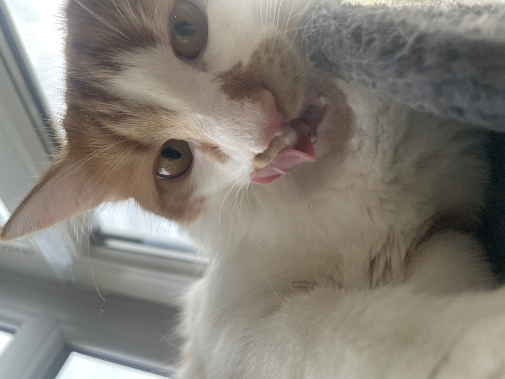A low-angle, close-up photograph features a domestic cat, predominantly white with ginger and orange patches of fur, especially on its head. The cat is looking directly at the viewer with large, amber-brown eyes. Its pink tongue is extended and visible, suggesting it is in the process of licking or grooming its nose and mouth area.
The background is brightly lit, indicating natural light streaming from a window, with faint outlines of windowpanes or blinds visible. To the upper right, a textured, fuzzy gray material, possibly a blanket or a piece of a cat bed/tree, partially frames the scene. The image captures the cat indoors, likely during daylight hours due to the bright, natural illumination. No text is visible in the image. The location context for this media file is Razgrad, Bulgaria.