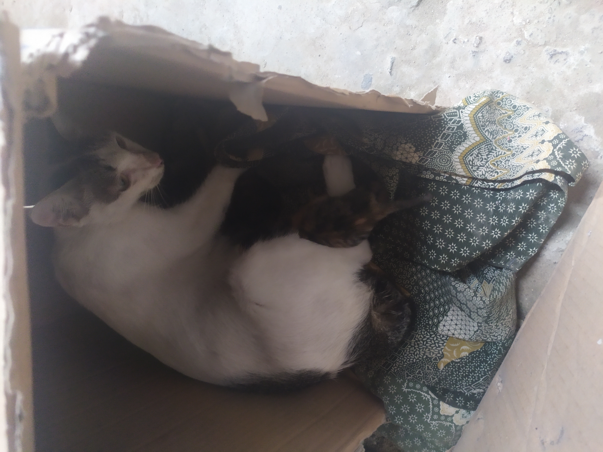 In Kragilan, Indonesia, a white and grey cat is nestled inside a cardboard box. The cat is lying on a patterned cloth, which is dark green with white and yellow designs. The box is situated on a concrete surface. The cat appears to be resting or possibly nursing kittens, though the kittens are not clearly visible. The lighting suggests it may be daytime.