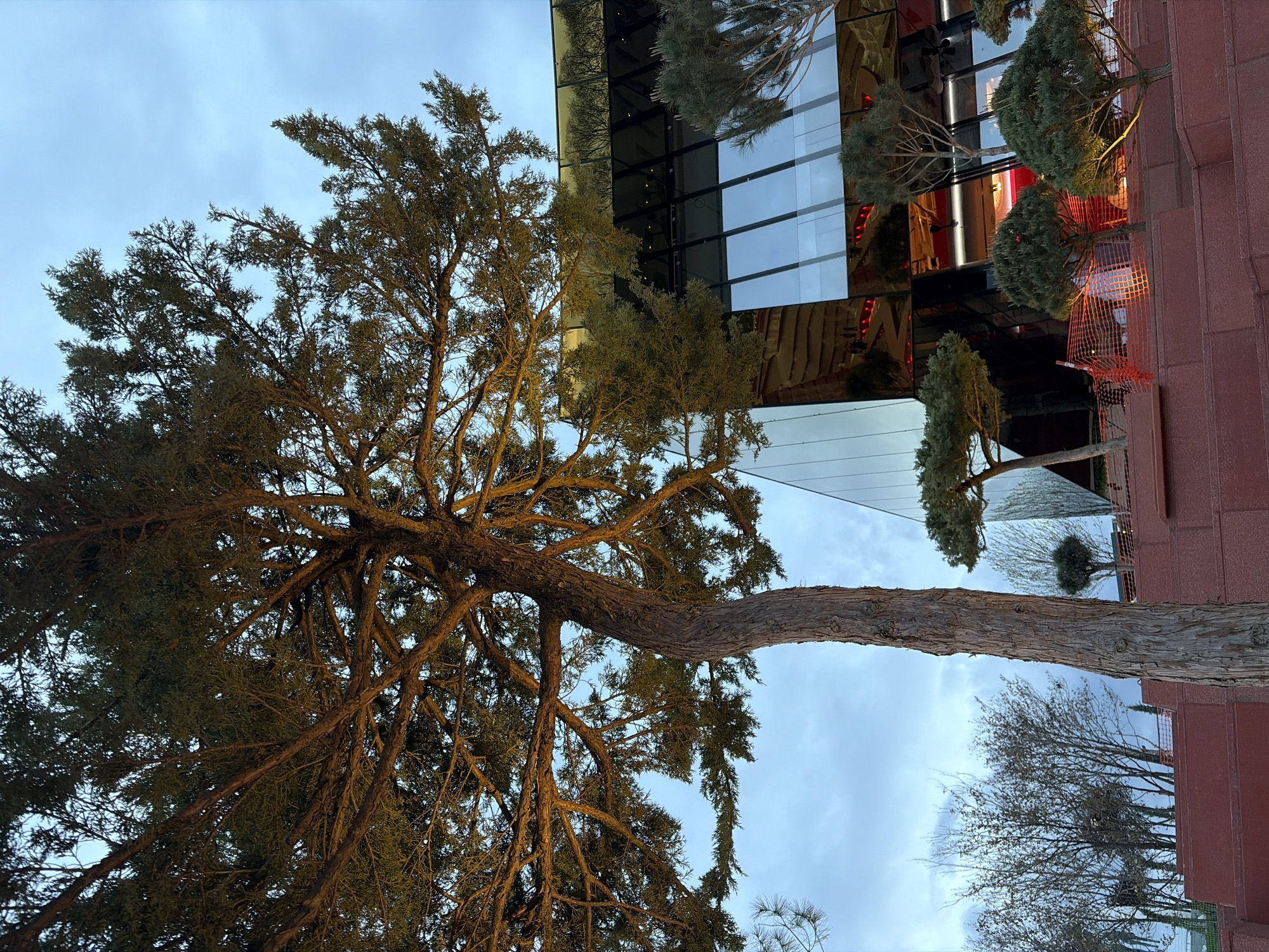 An outdoor scene features a large, old tree with a textured trunk and dense, dark green coniferous foliage dominating the left side of the frame. Its thick branches spread widely against a pale blue, cloudy sky. On the right, a modern building with highly reflective, dark glass facades mirrors the sky, the tree's branches, and some distant elements, creating abstract patterns. Several smaller, well-maintained evergreen trees are positioned in front of the building, their rounded forms contrasting with the angular architecture.
The lighting suggests late afternoon or an overcast day, with a soft, diffused glow on the tree's branches. Below the reflective building facade, near the base of some smaller trees, an orange mesh safety fence is visible, hinting at ongoing landscaping or construction. A terracotta-colored or brick-like wall forms the lower right edge of the building structure. The overall setting appears to be an urban or developed area, combining natural elements with contemporary architecture. No people or text are visible.