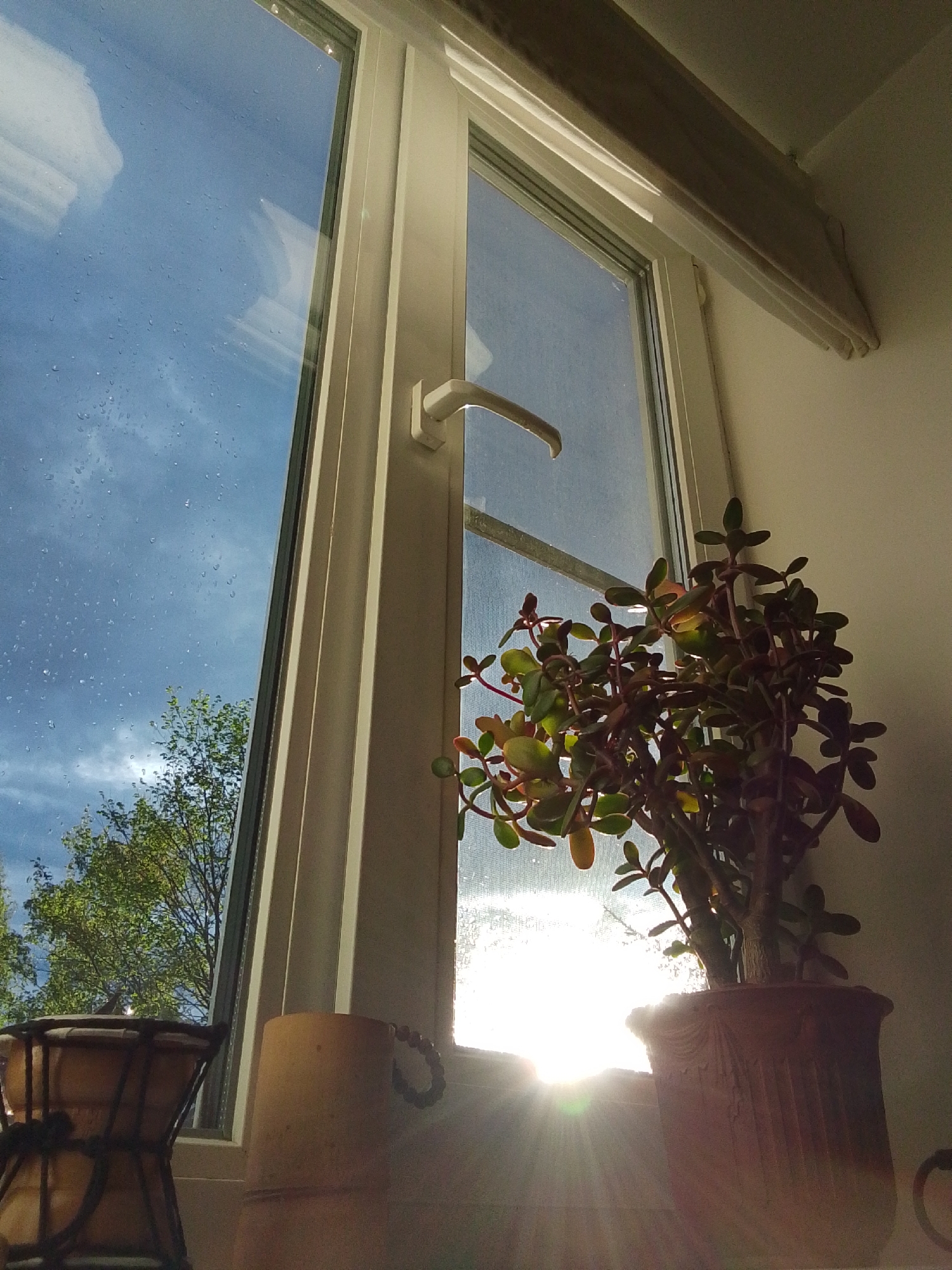 The photograph captures an indoor scene featuring a window partially obscured by a potted plant. The window, divided into two sections, reveals an exterior view on the left section that includes a blue sky with scattered clouds and tree branches. There appear to be water droplets on the windowpane, suggesting recent rain. The right window section, partially blocked by the plant, shows a bright light source which may be sunlight. The potted plant, with its dense foliage, is positioned in front of the window, adding depth to the composition. To the left of the plant, parts of a drum-like musical instrument are visible, alongside what appears to be a mug or cup. The overall tone of the image is bright, with the light flooding the scene from behind the plant. It is not possible to know if the location is 1-Go Maya, Russia from the content of the picture.