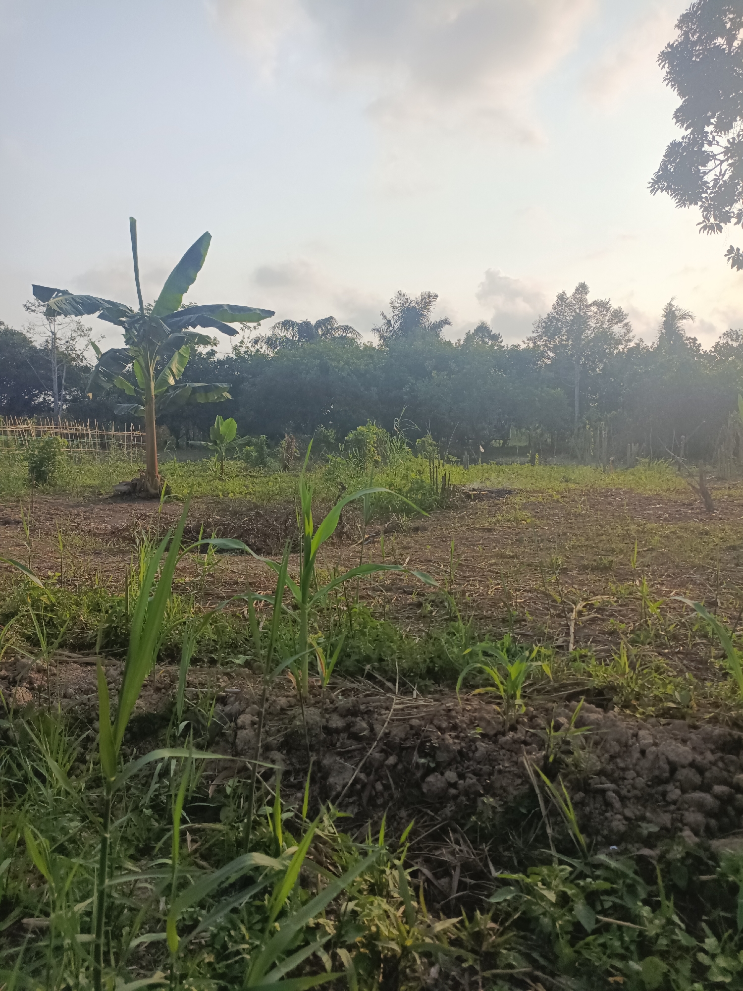This is a photograph of a rural landscape in the vicinity of Sangatta, Indonesia, likely a cultivated field with some wild vegetation. The image is taken at an angle, with the foreground dominated by young green plants, possibly corn sprouts, growing in dark, clumpy soil. In the middle ground, a mature banana tree stands prominently to the left, with its large, green leaves reaching upwards. Beyond the banana tree, a makeshift bamboo fence runs horizontally across the scene, separating the field from more vegetation. The background consists of a dense line of trees and foliage, suggesting a forest or dense jungle bordering the cultivated area. The sky above is a pale blue with scattered, soft clouds, indicating either early morning or late afternoon light. The overall impression is one of a tranquil, agricultural setting in a tropical environment.